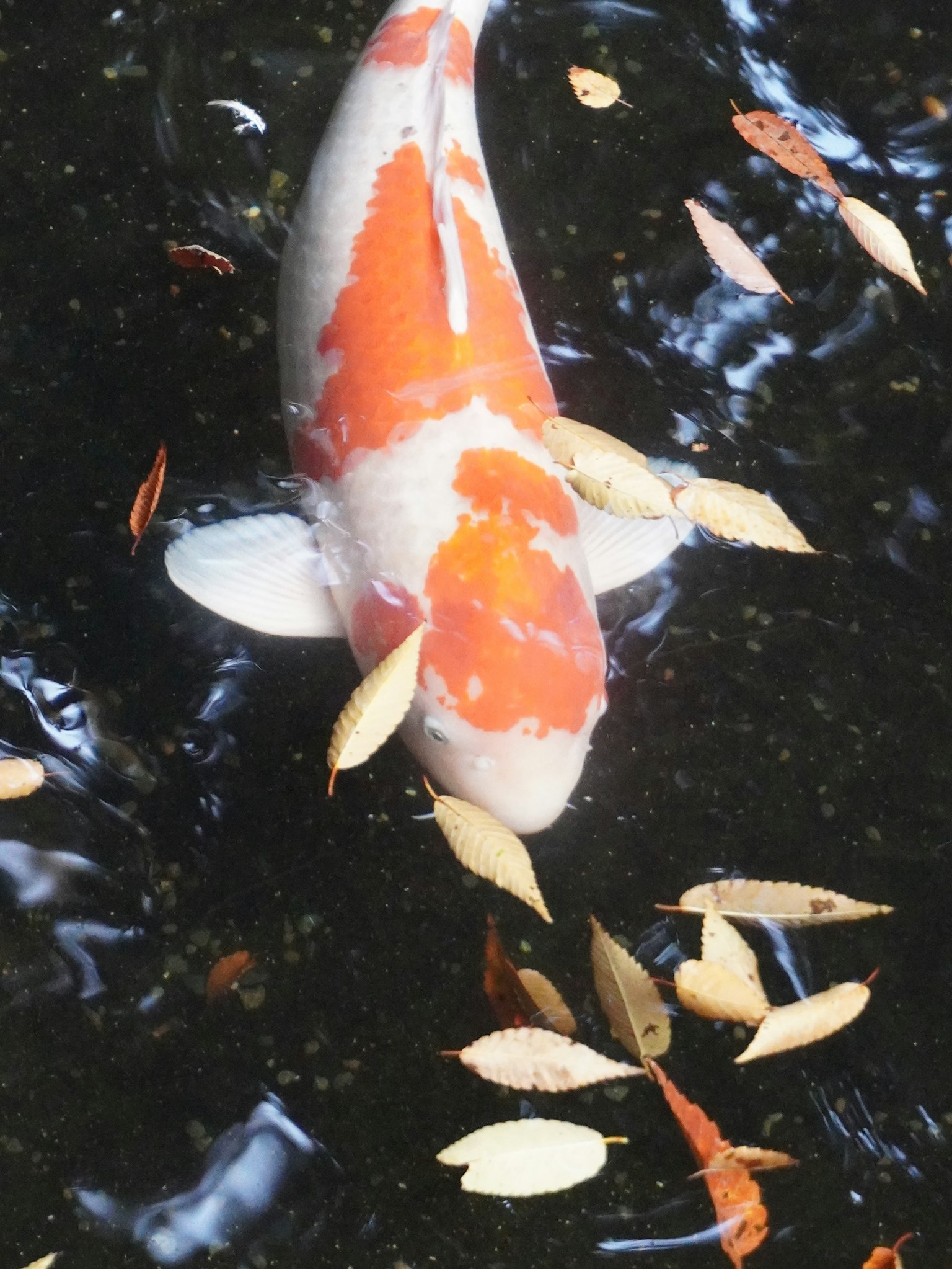 水面に浮かぶオレンジと白の鯉と落ち葉