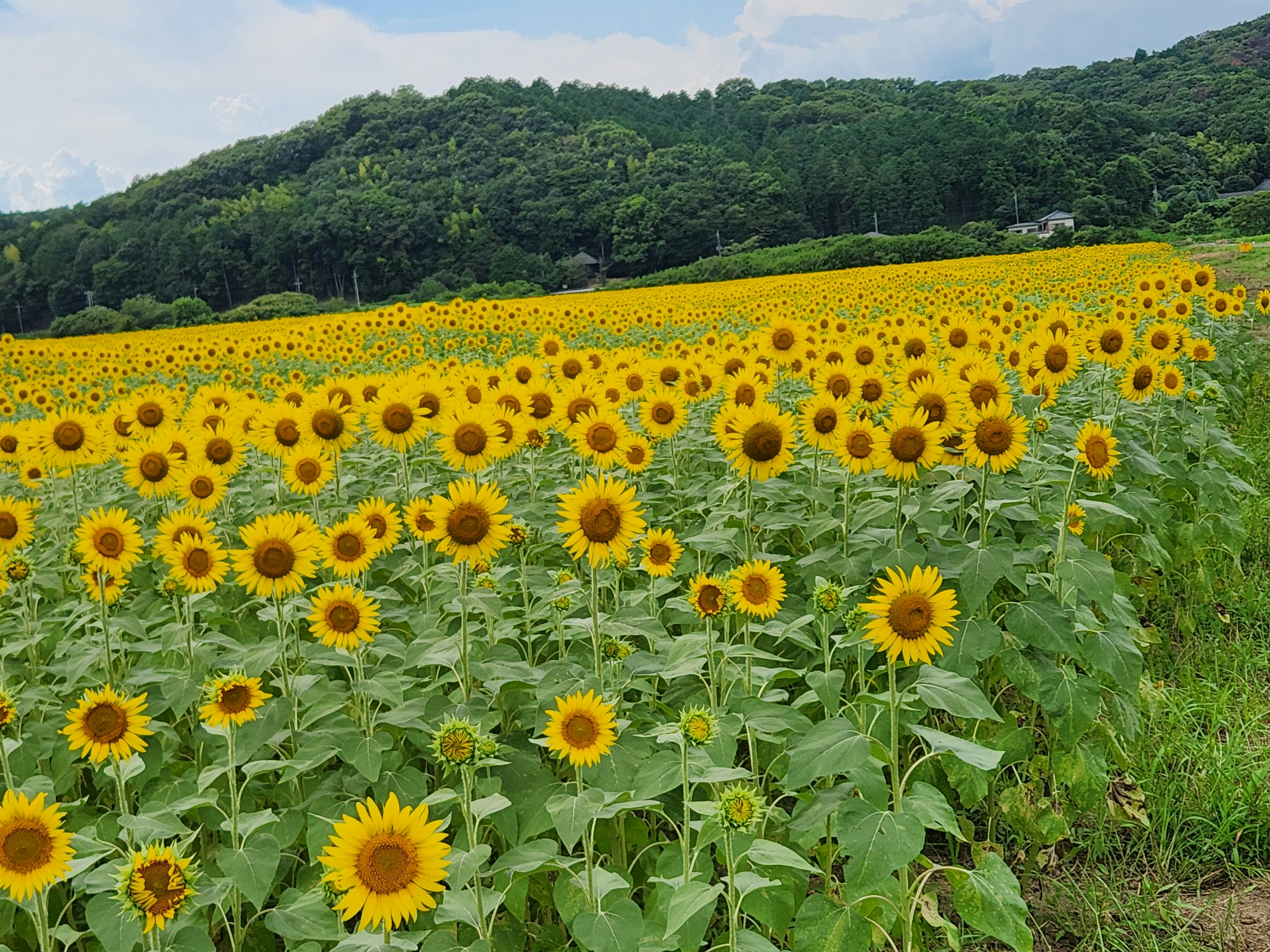 Un campo di girasoli in piena fioritura su colline ondulate