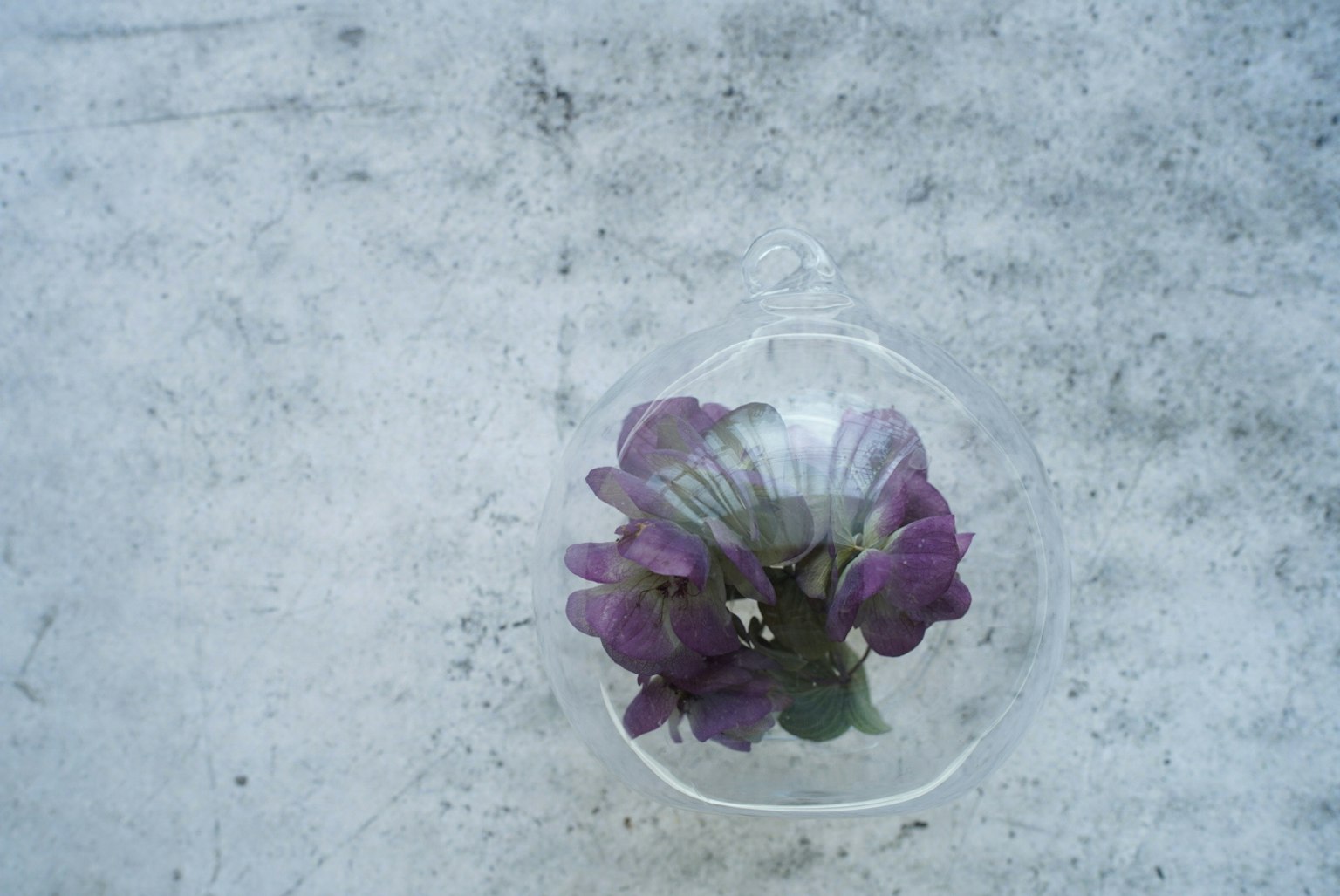 Primer plano de una flor morada dentro de un recipiente transparente