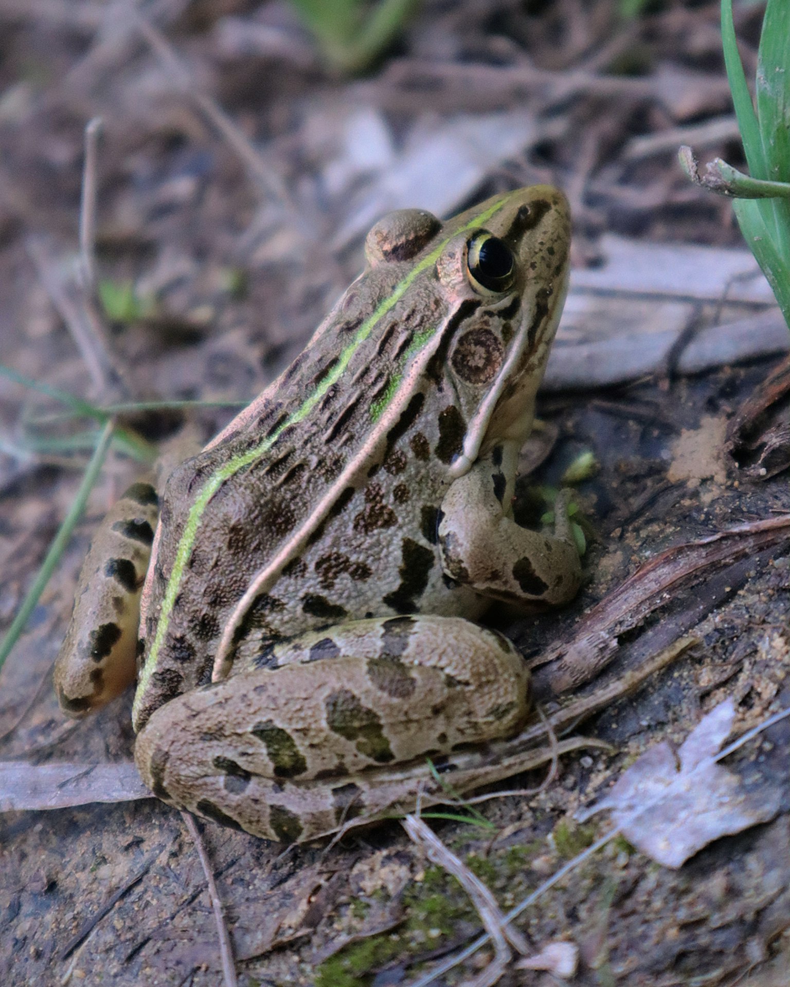 A close-up of a green-striped frog resting on the ground