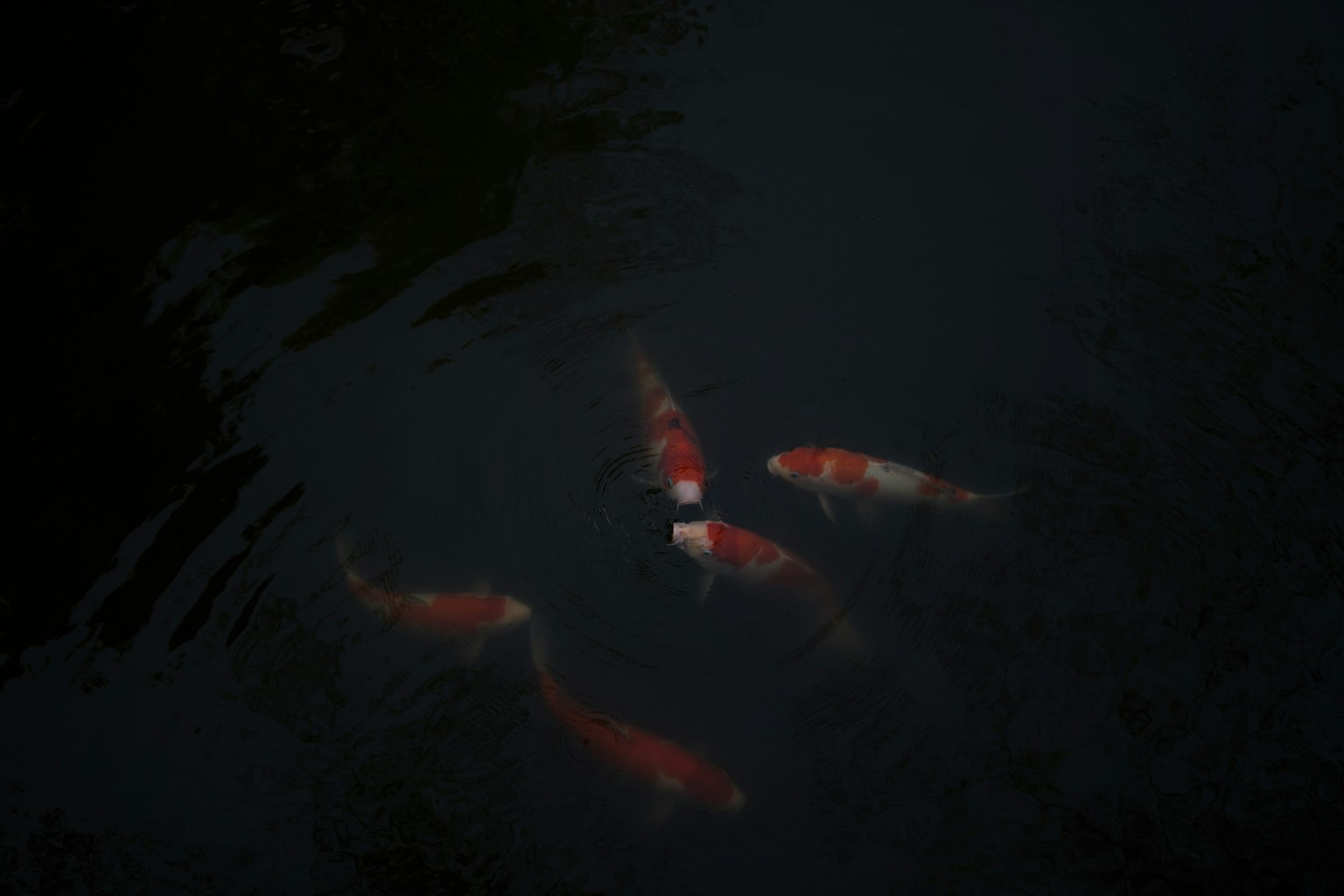 Schwarm von Koi-Fischen, die im dunklen Wasser schwimmen