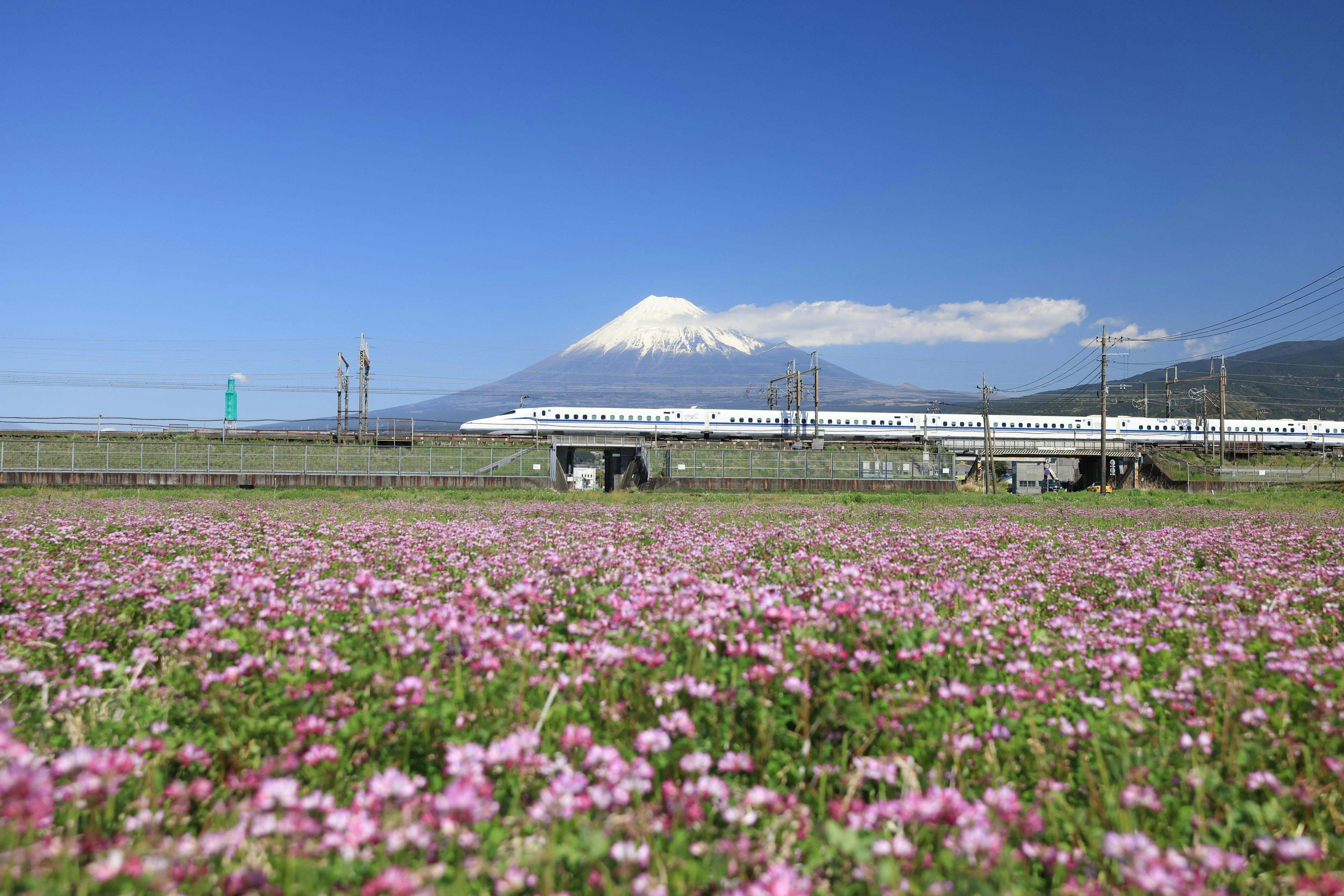 富士山を背景に花畑を走る新幹線