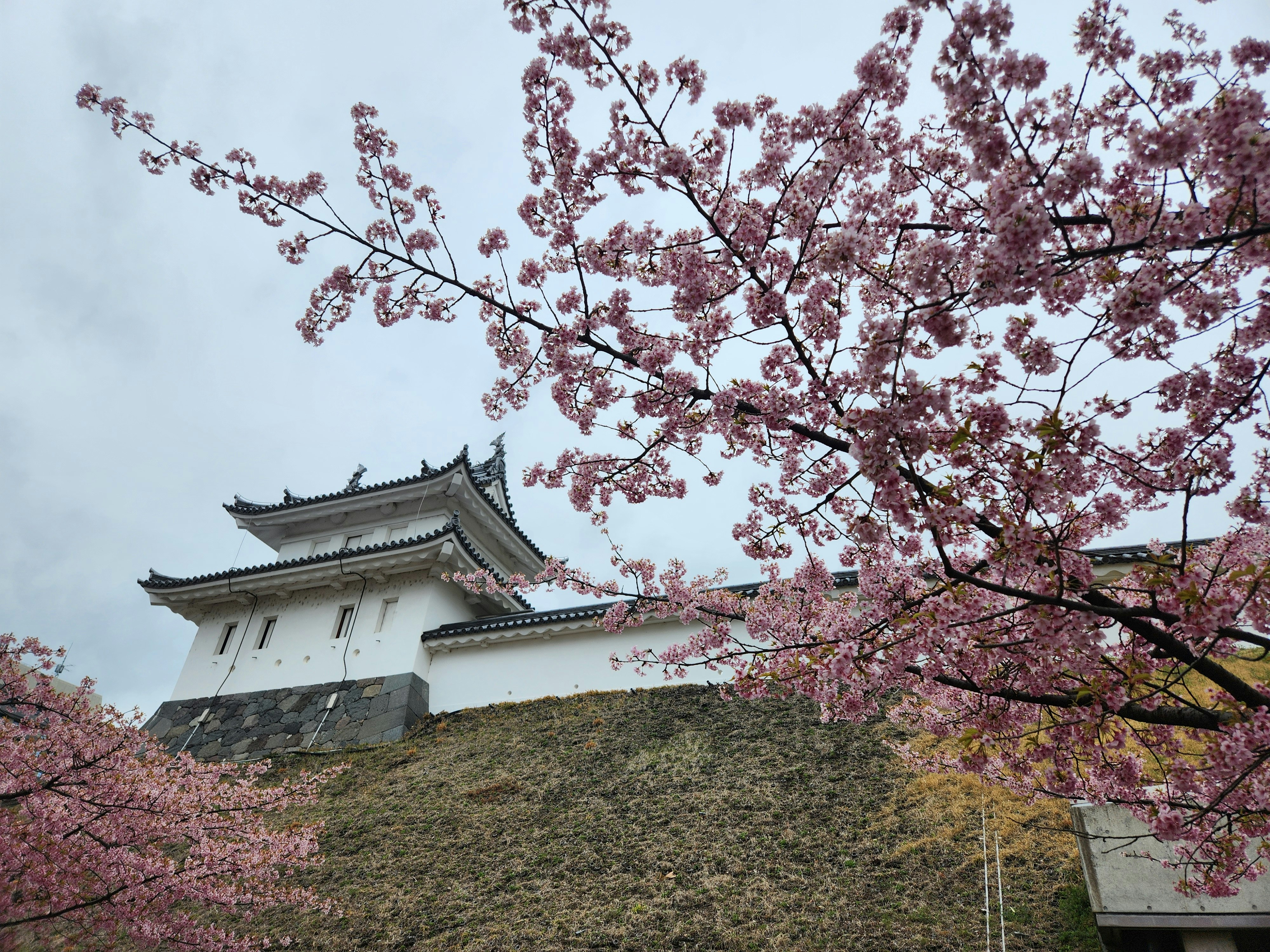 宇都宮市城址公園の桜と城郭風の建物