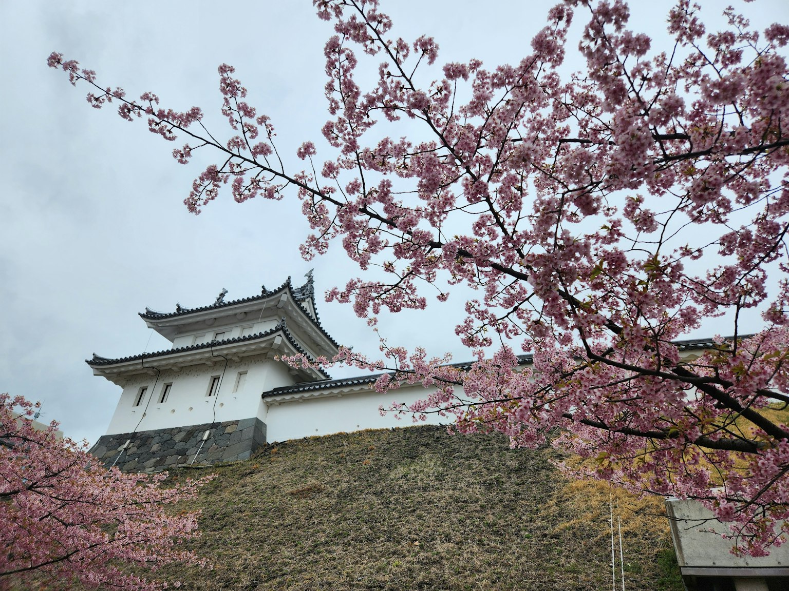 Cerisiers en fleurs devant un château historique