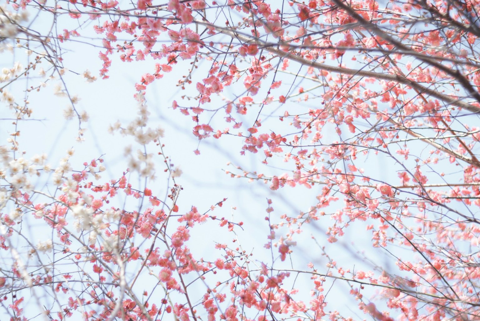 Vue magnifique vers le haut des branches de cerisier en fleurs