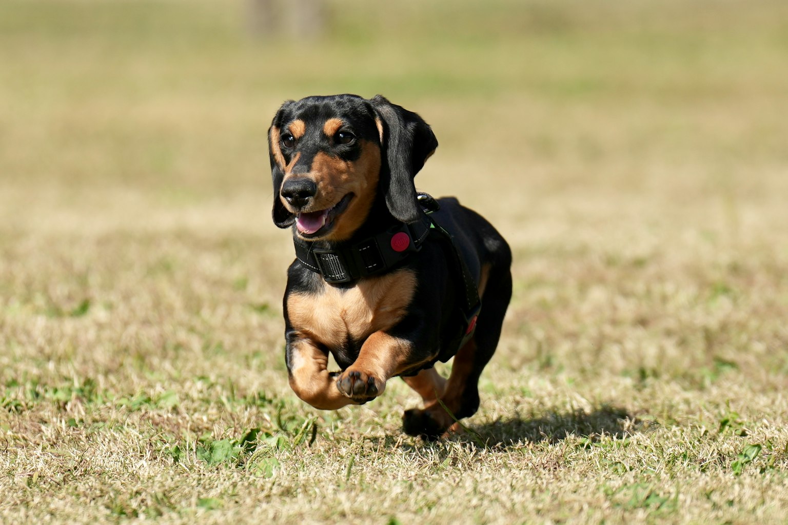 Anjing dachshund berlari ceria di lapangan rumput yang cerah