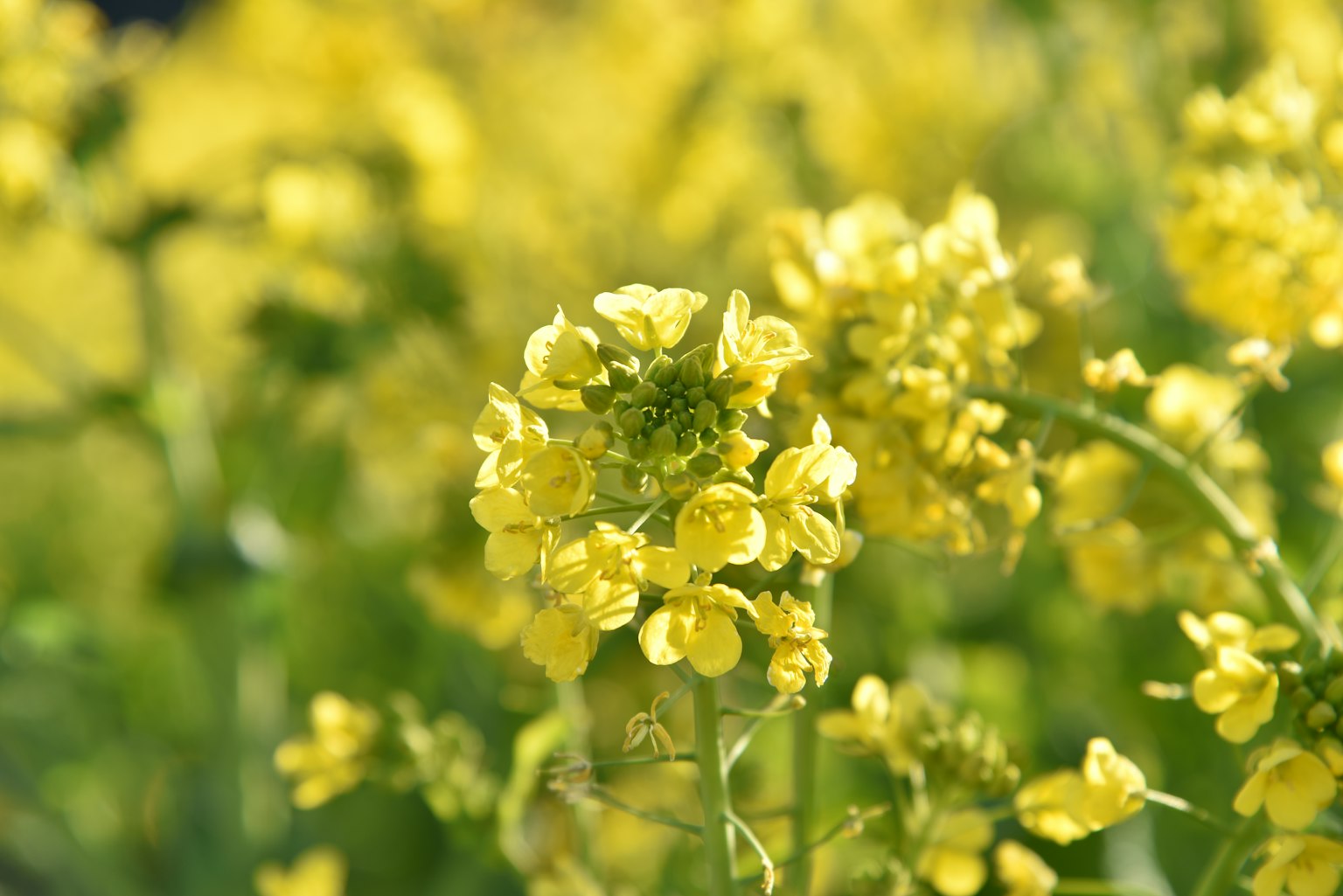 Kedekatan ladang bunga kuning cerah