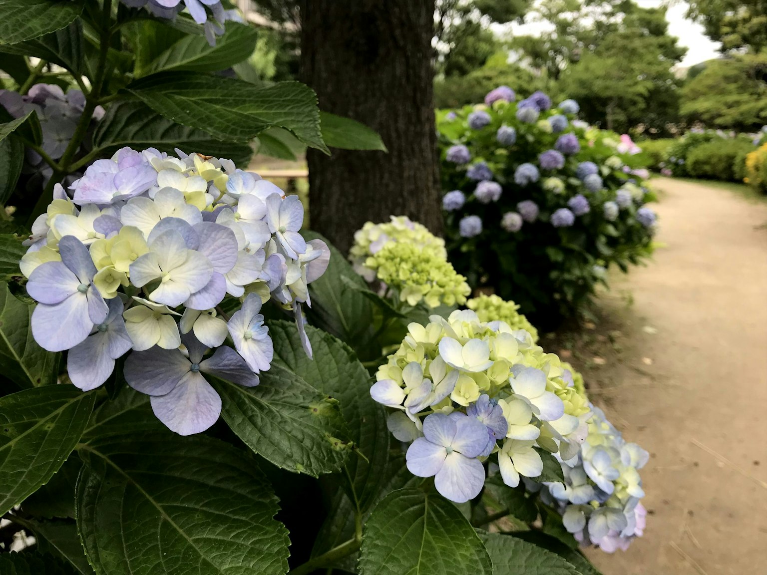 ดอกไฮเดรนเยียสีน้ำเงินและขาวบานในสวน