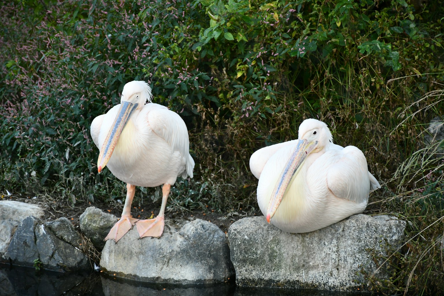 Deux pélicans blancs se reposant sur des rochers près d'un étang