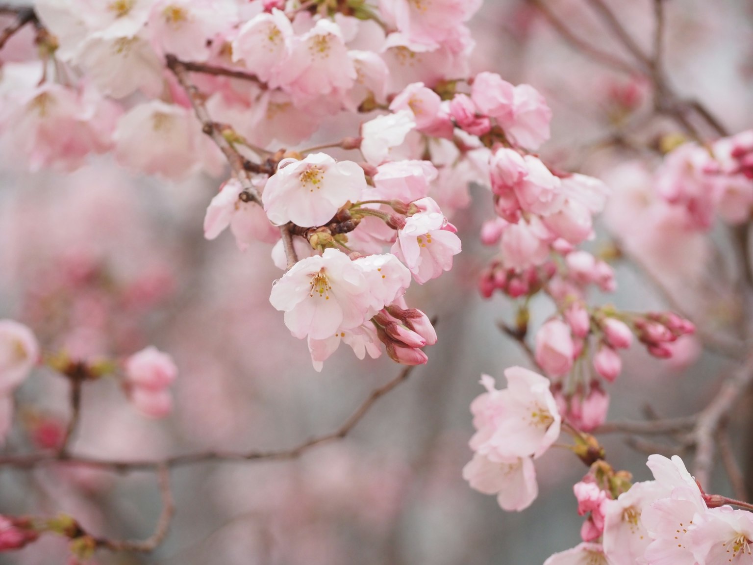 Primer plano de ramas de cerezo con pétalos rosa y blanco suaves