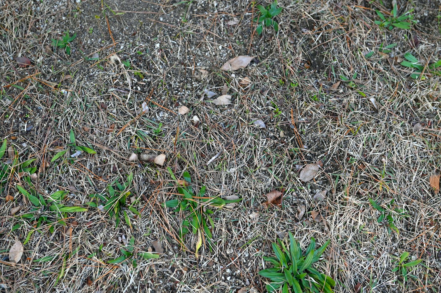 Suelo natural con hierba y pequeñas piedras