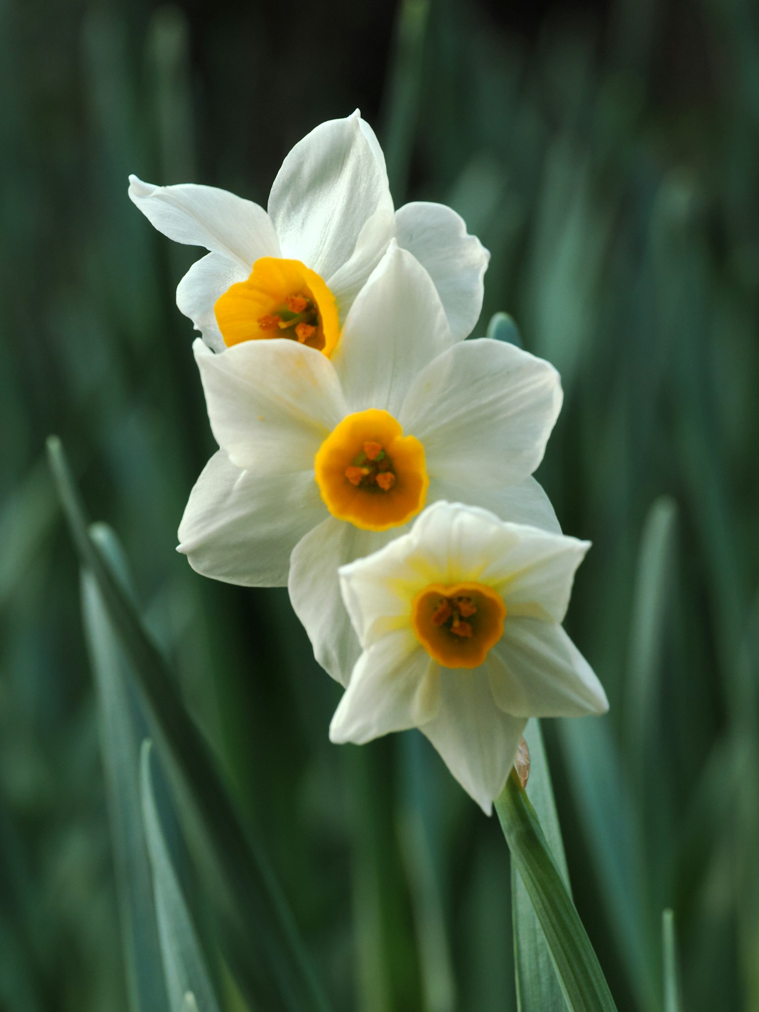 Drei weiße Narzissenblüten blühen zwischen grünen Blättern