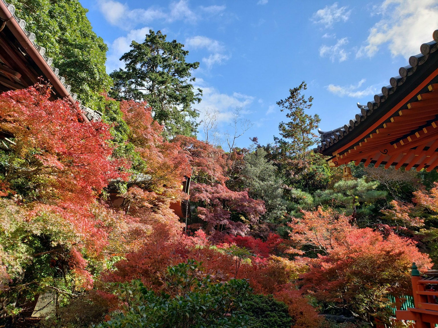 Magnifiques feuillages d'automne et ciel bleu dans un jardin japonais