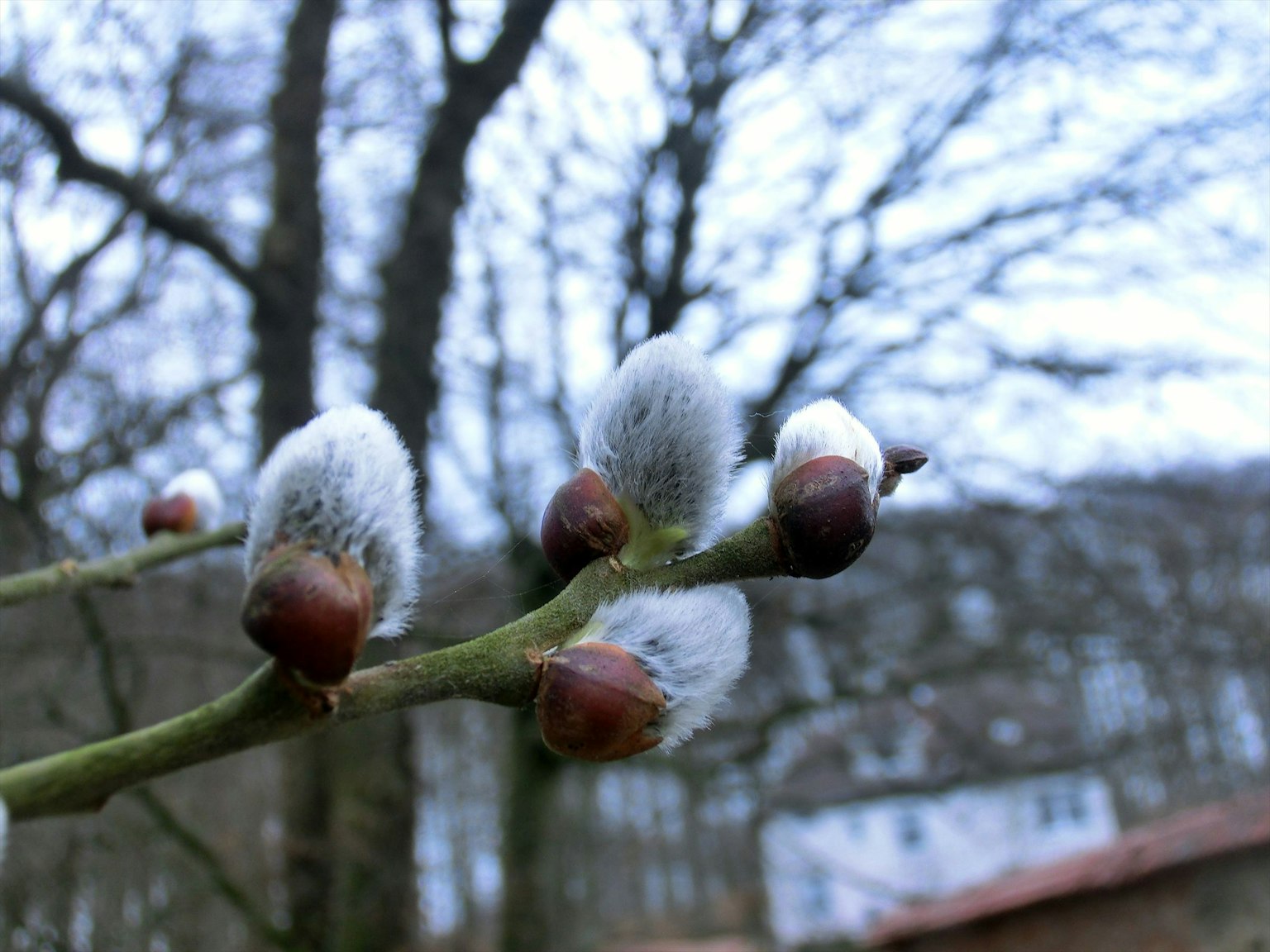 Branch with white flower buds and trees in the background