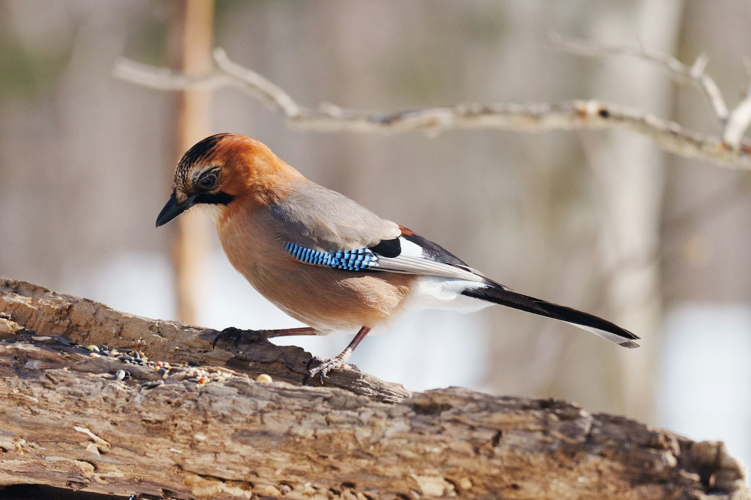 Ein schöner Vogel mit blauen Federn, der auf einem Ast sitzt