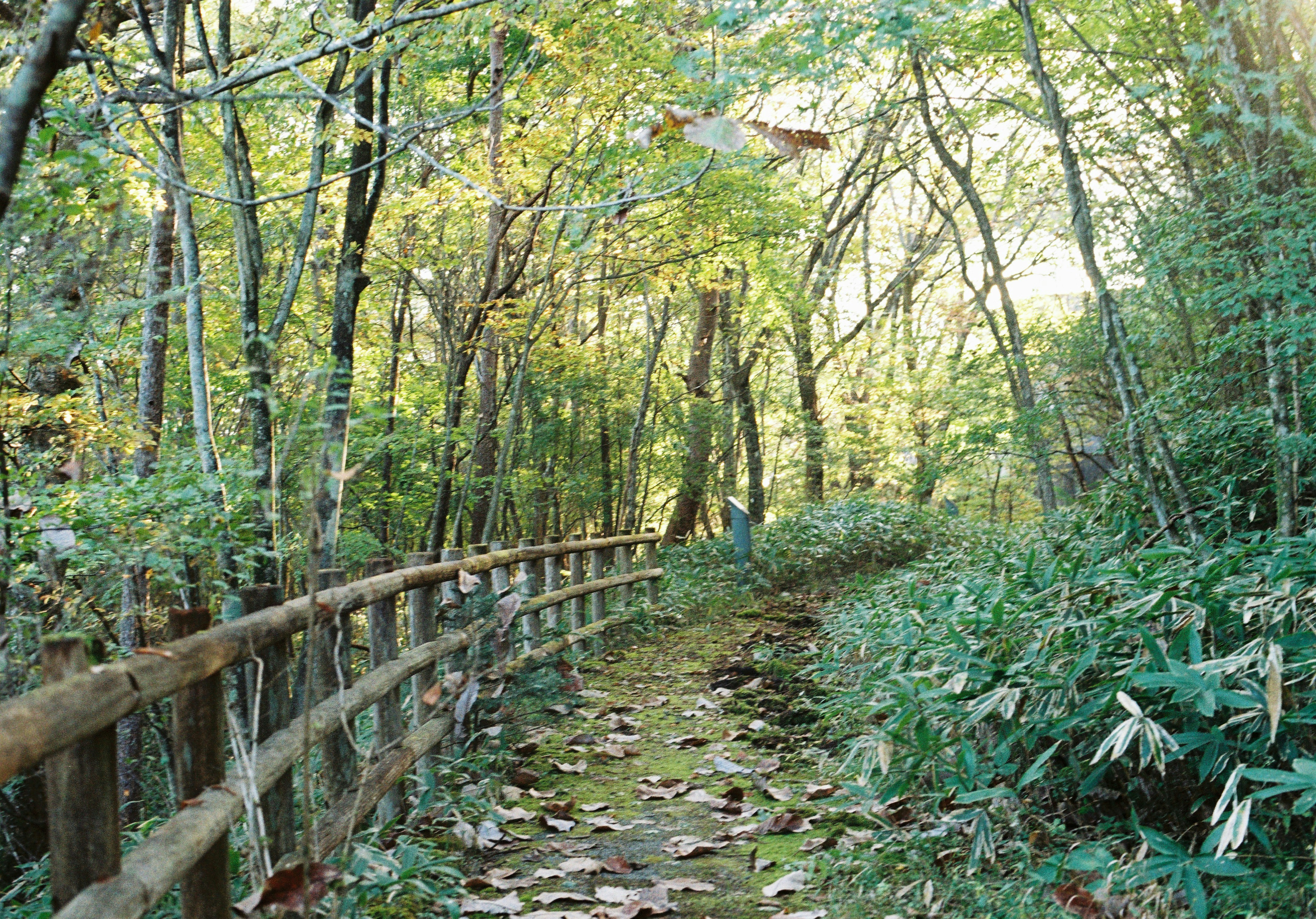 森の小道と木製の柵のある散策路