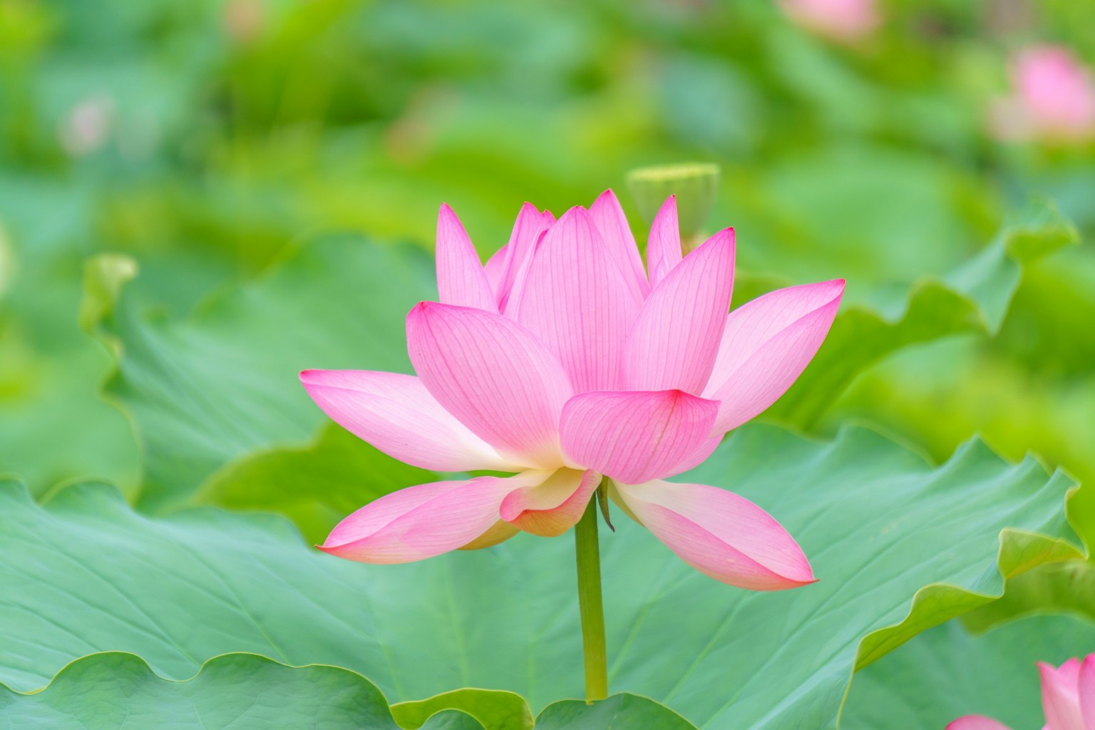 Un bellissimo fiore di loto rosa che fiorisce sopra foglie verdi