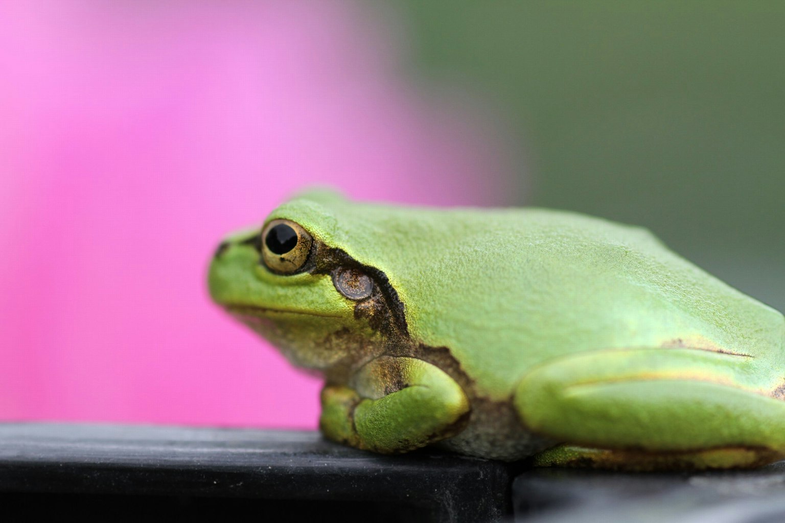 Seekor katak hijau bertengger di atas objek hitam dengan bunga merah muda yang kabur di latar belakang