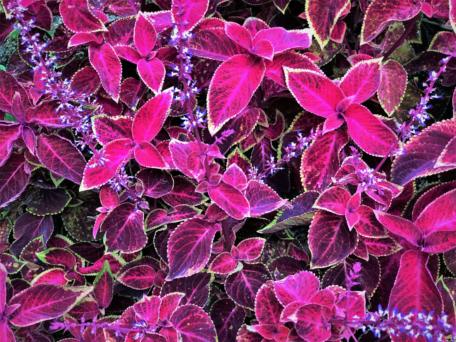 Vibrant pink leaves with purple flowers in a lush plant close-up