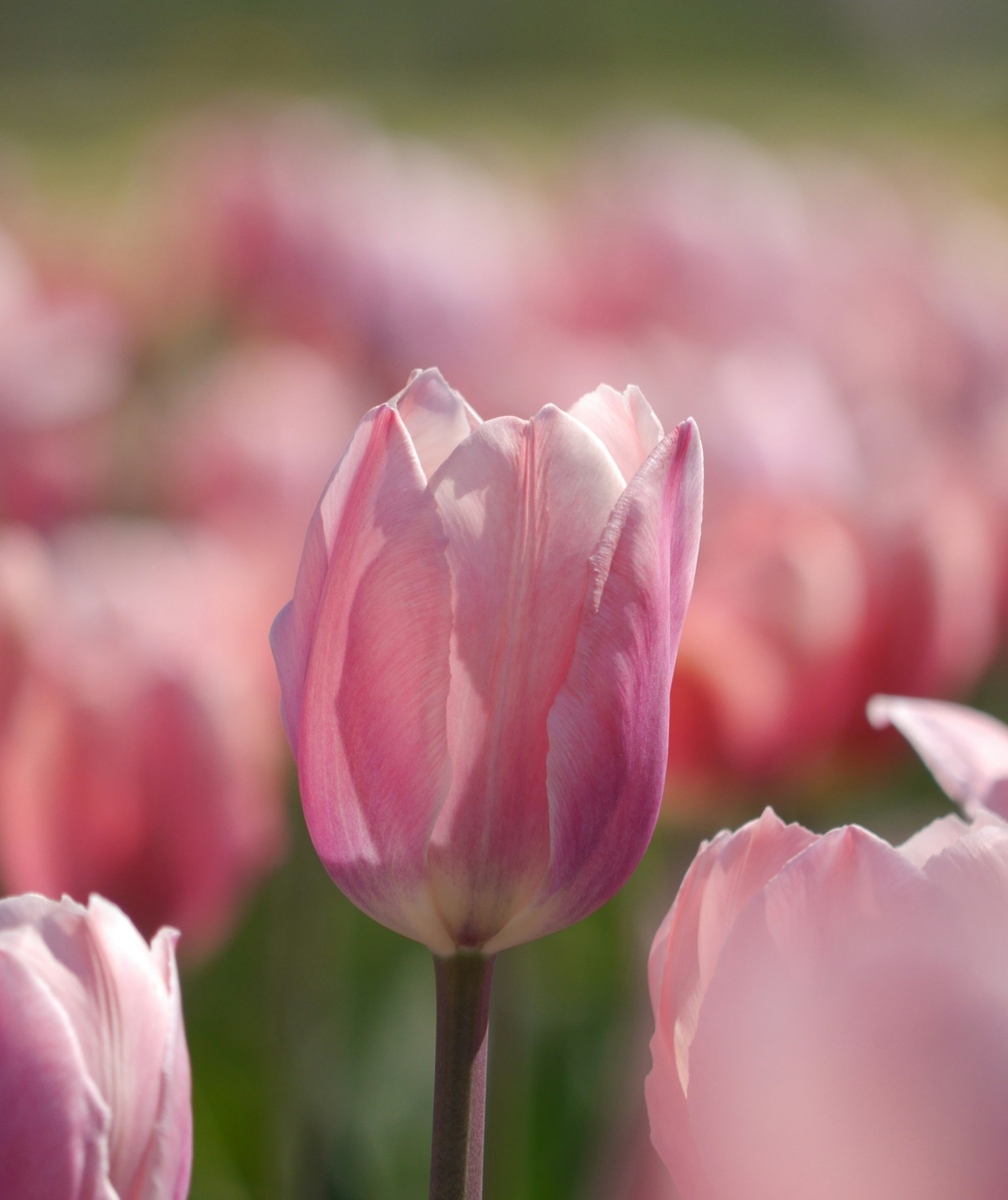 Primo piano di un tulipano rosa in fiore in un campo di fiori