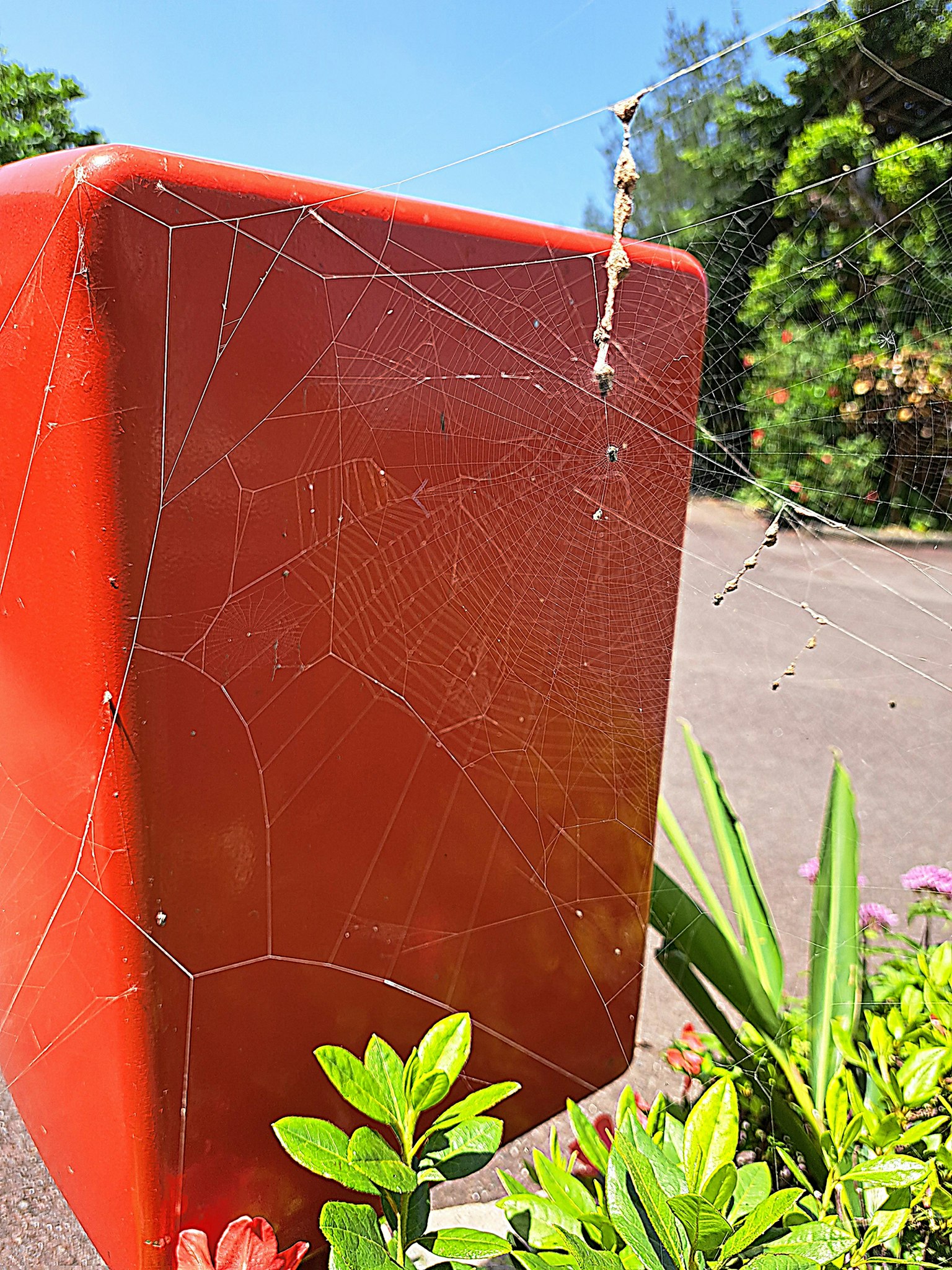 Toile d'araignée sur le côté d'un poteau rouge avec des plantes vertes à proximité
