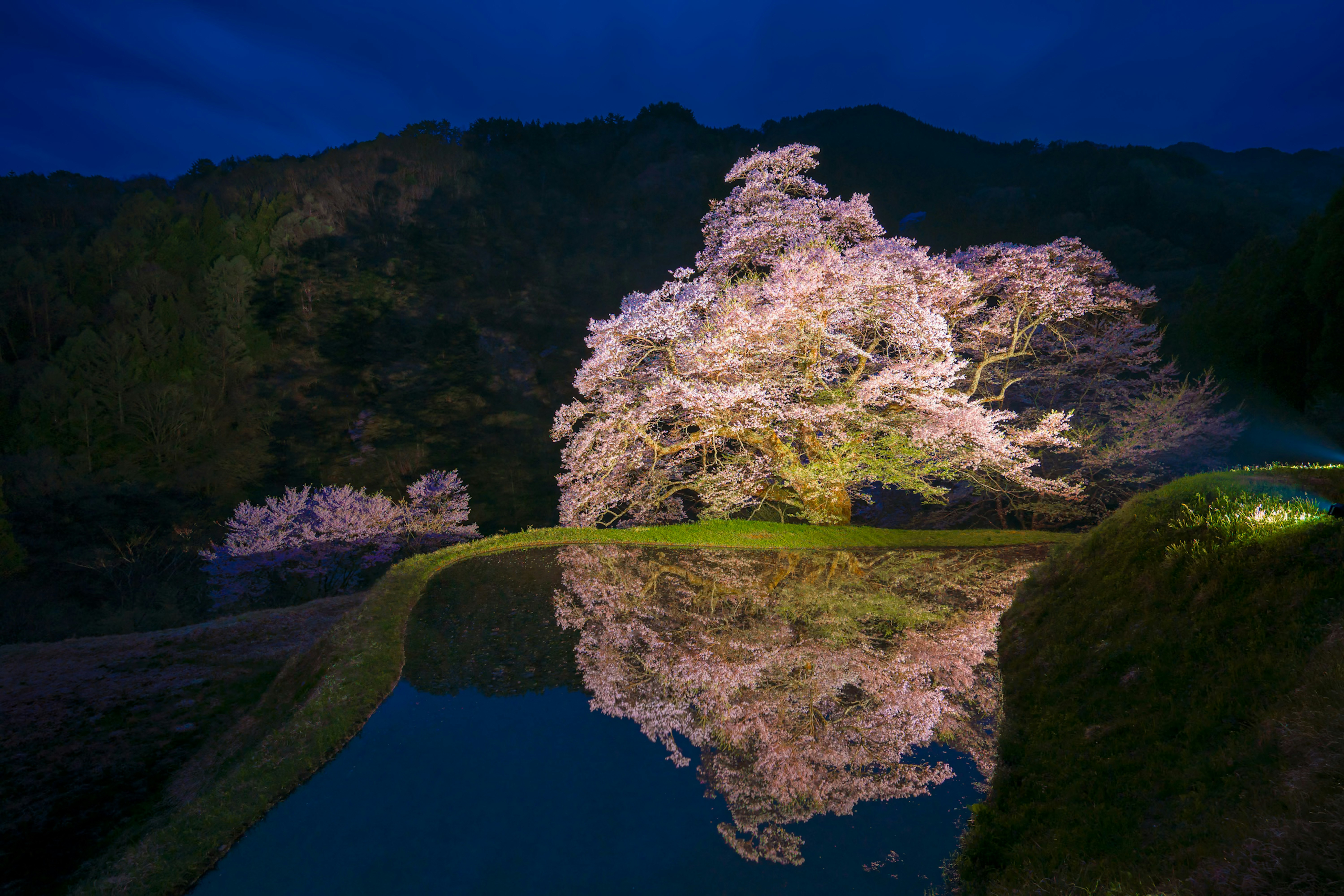 Vista nocturna: un estanque que refleja un cerezo llorón y una cresta montañosa