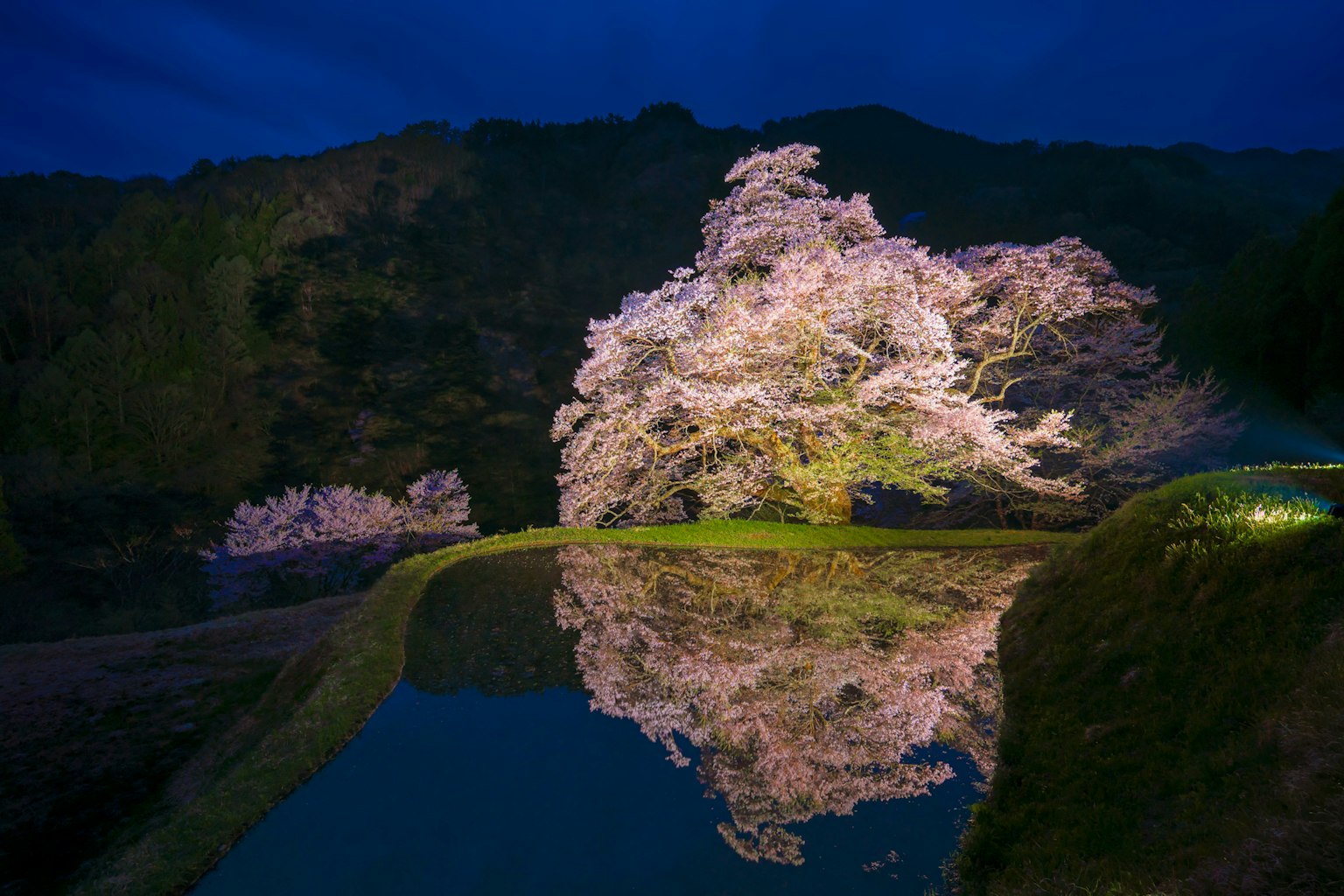 夜の桜の木とその反映が水面に映る美しい風景