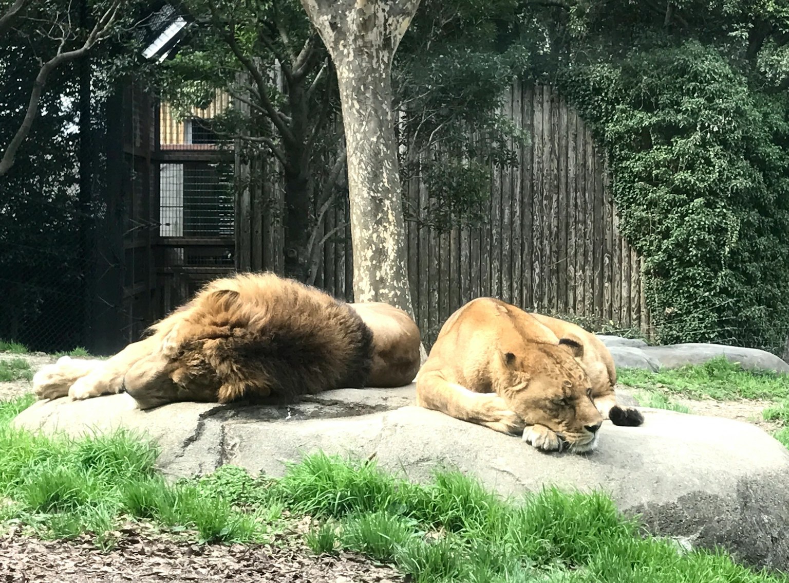 Due leoni che si rilassano su una roccia in un ambiente verde