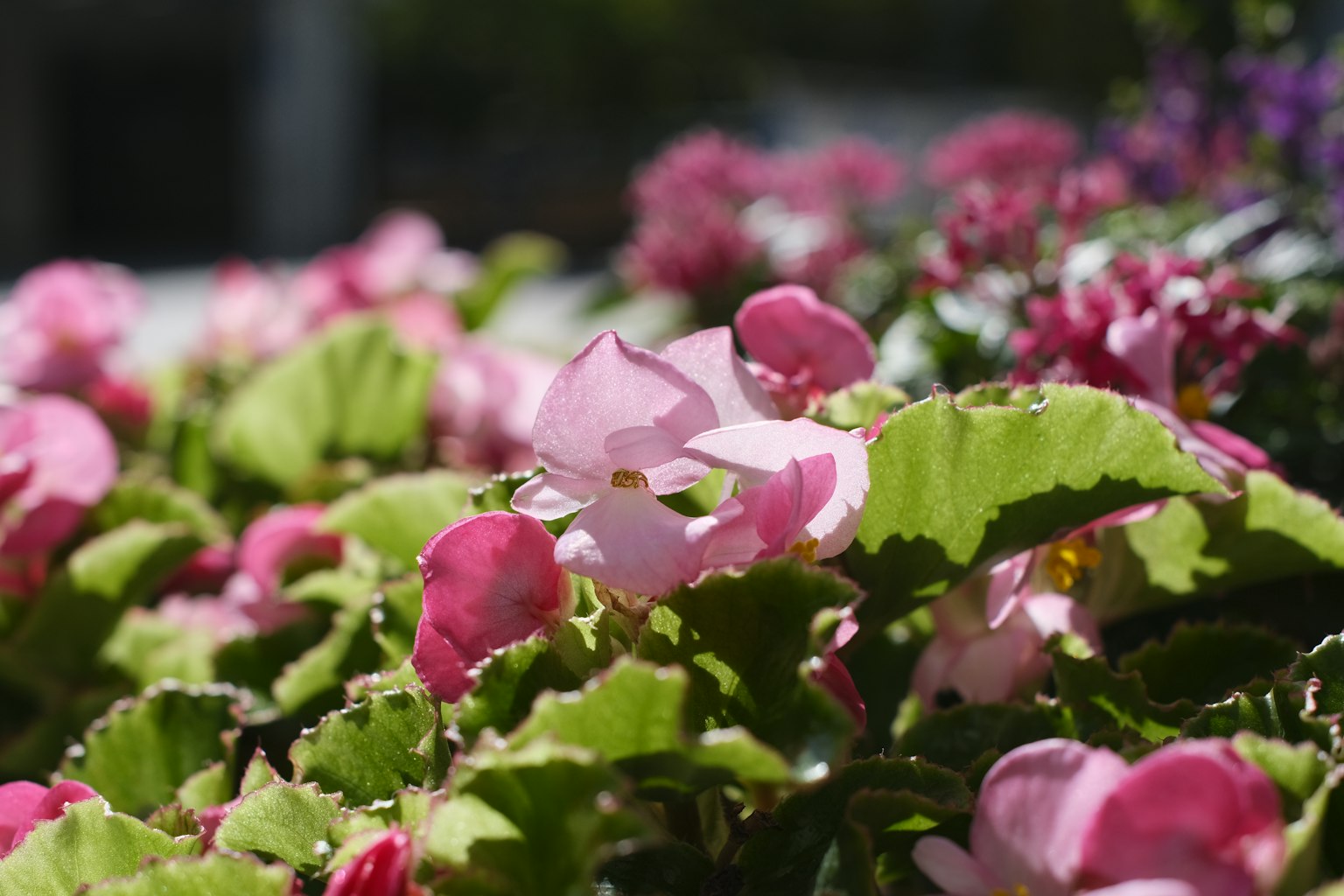 Cây begonia hồng rực rỡ với lá xanh tươi tốt trong khu vườn