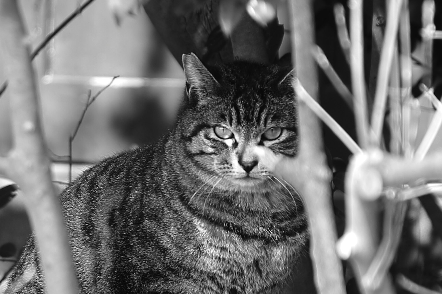 Kucing hitam putih duduk di antara cabang
