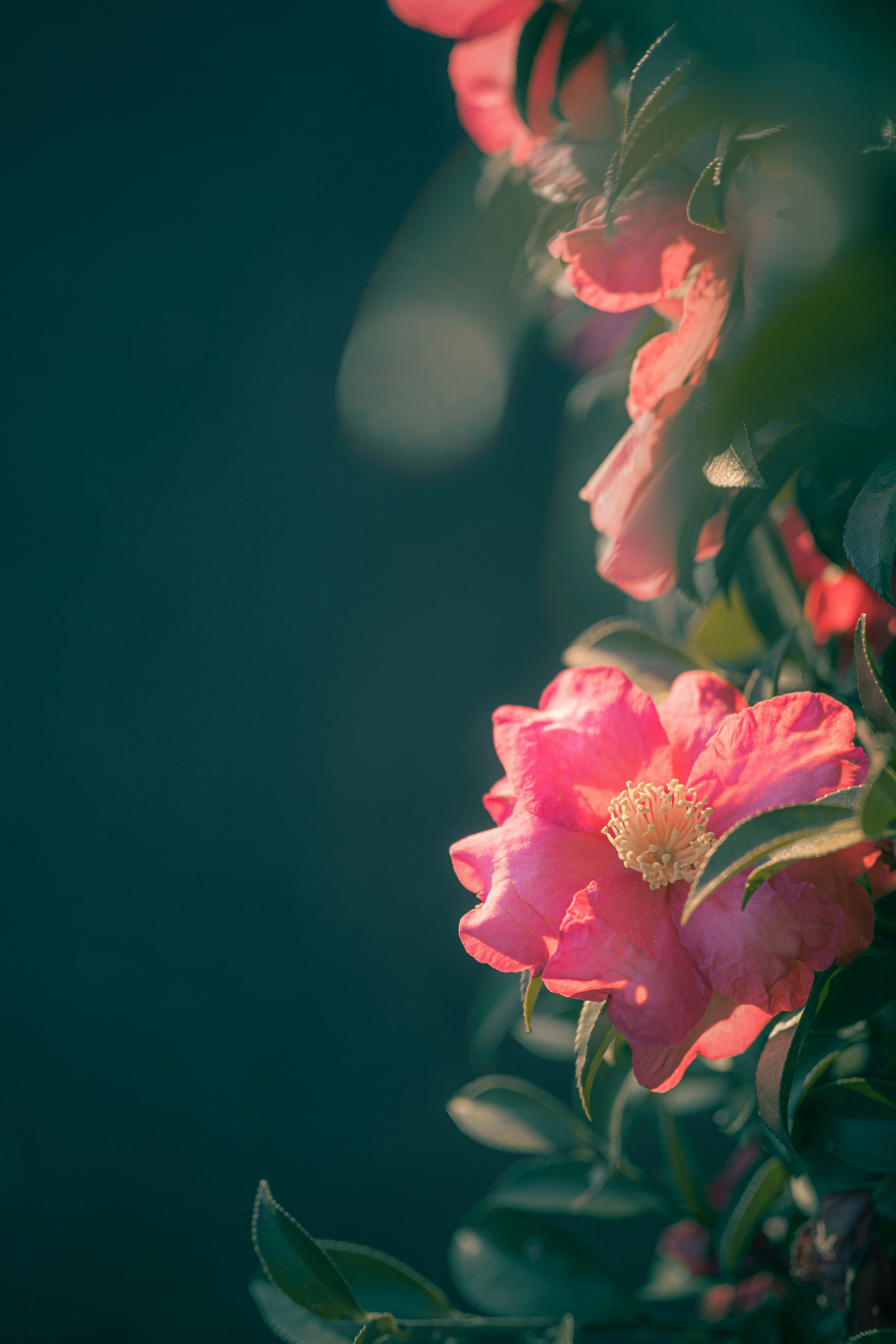 夕日に照らされた山茶花の花と葉