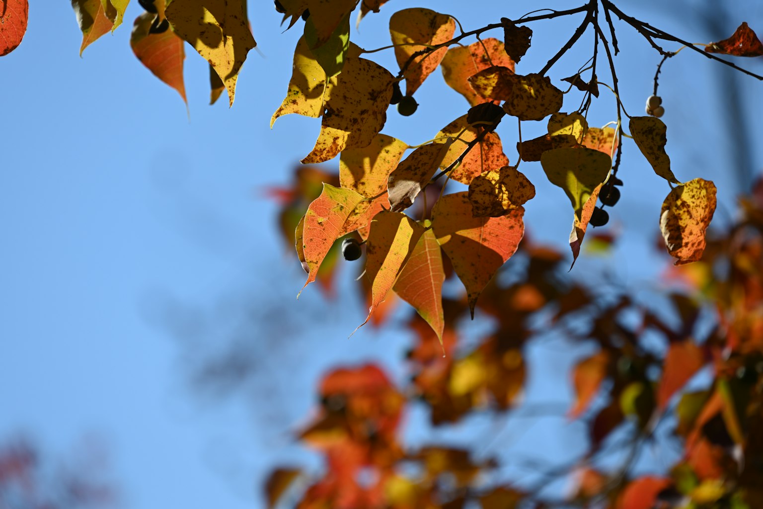Zweige mit orange und gelben Blättern vor blauem Himmel