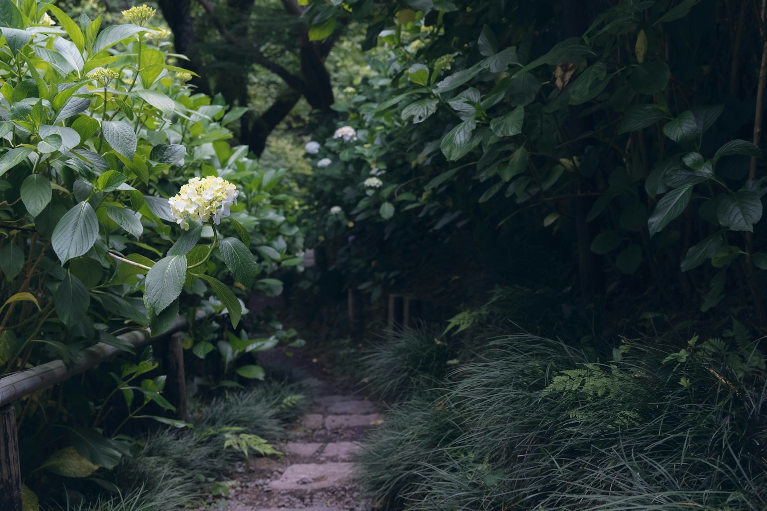 A serene pathway surrounded by lush green plants and flowers