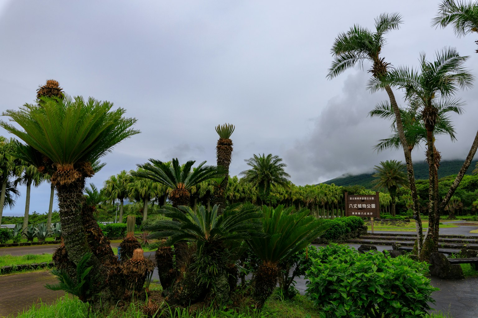 Végétation luxuriante avec des palmiers sous un ciel nuageux avec des montagnes au loin