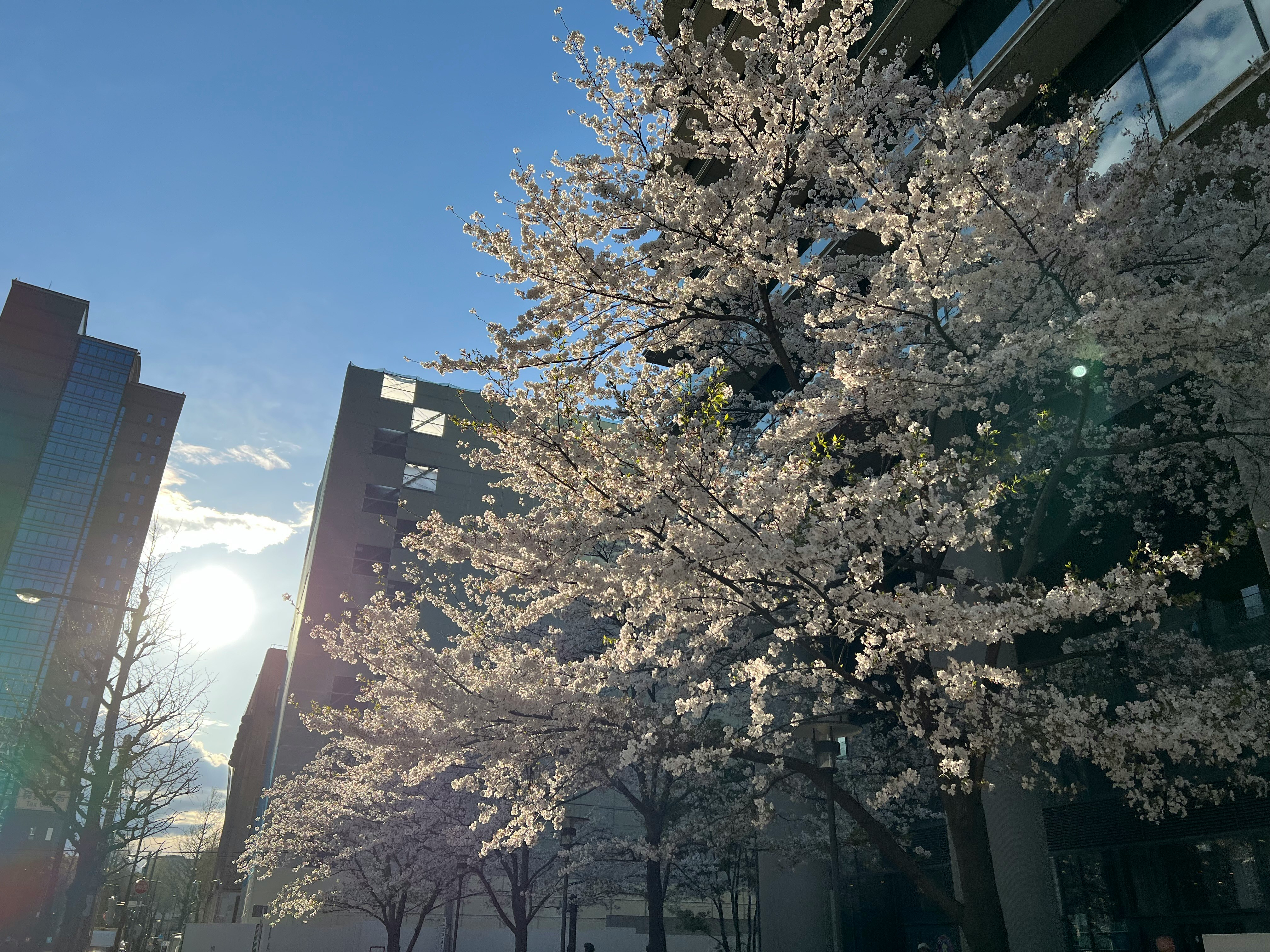青空の下で咲く桜並木と高層ビルの街路