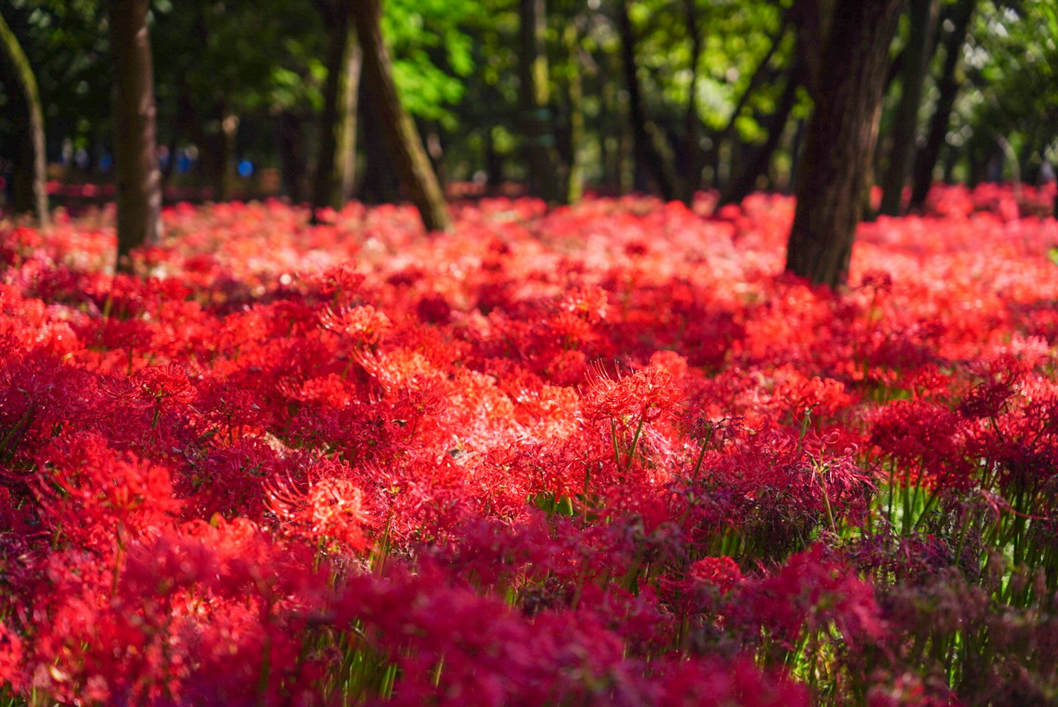 盛开着鲜艳红花的森林景象
