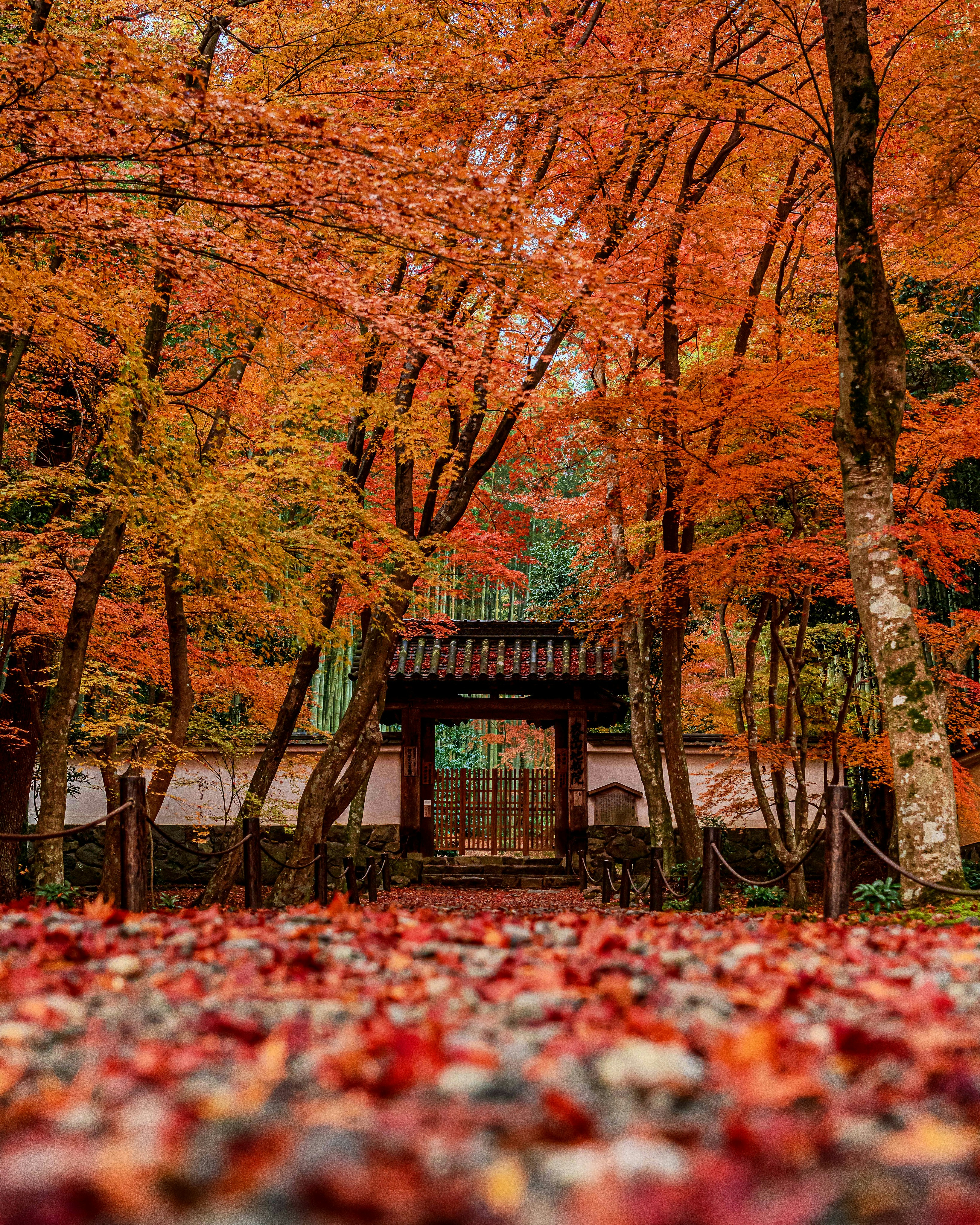 秋季楓葉林與神社牌樓小徑