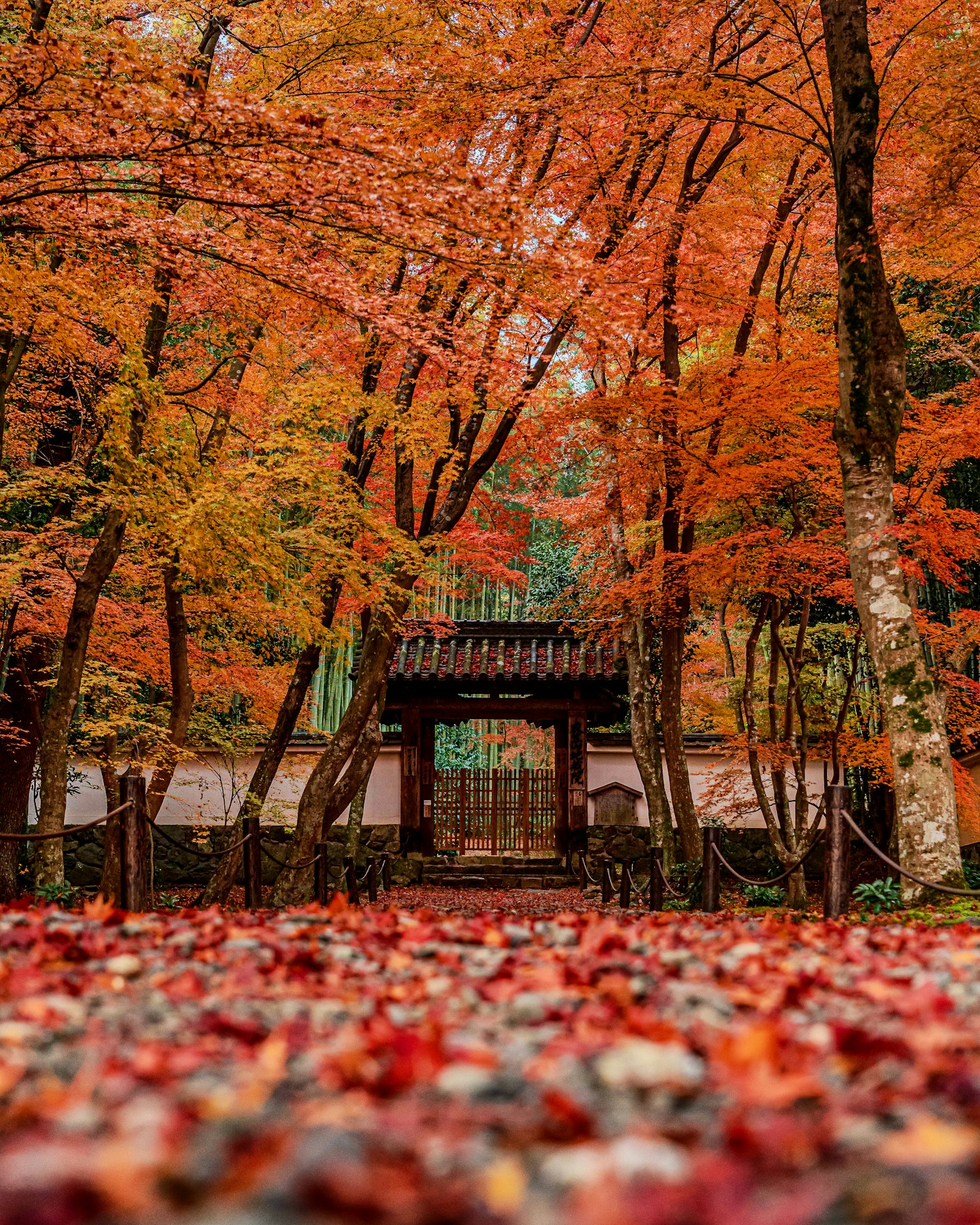 Belle porte de sanctuaire entourée de feuillage d'automne