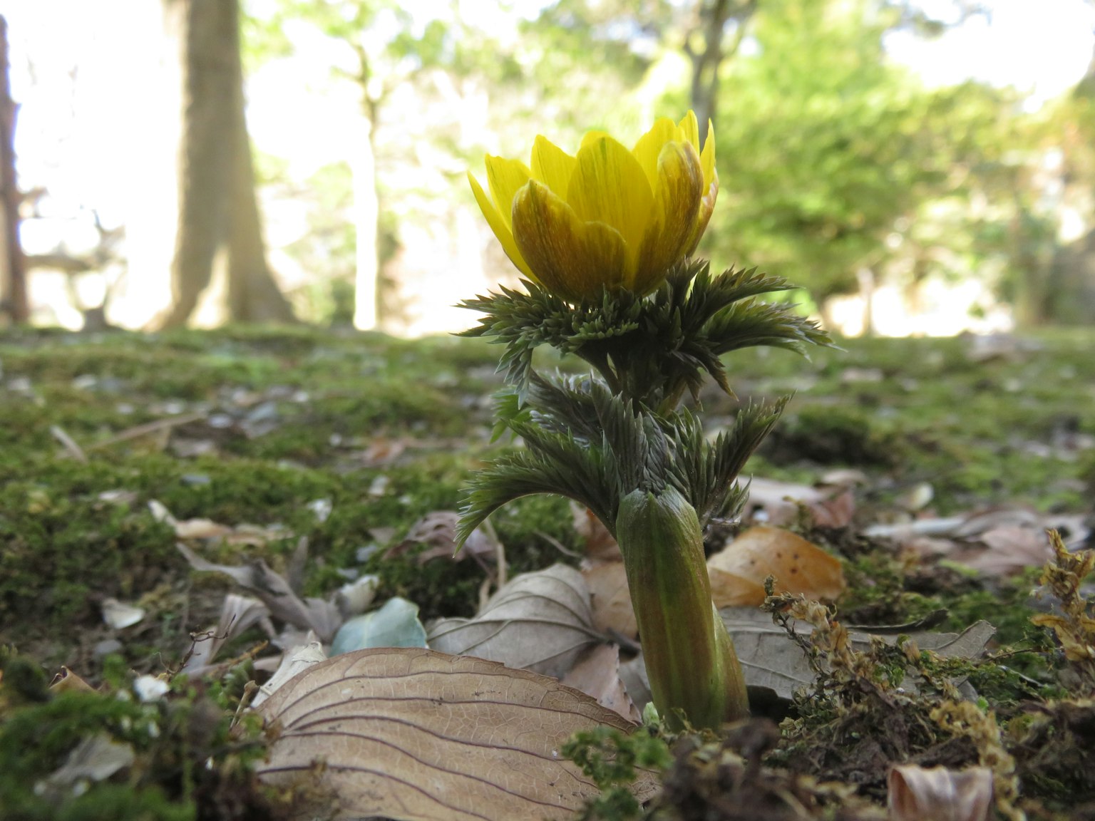 Un fiore giallo appena germogliato emerge dal terreno