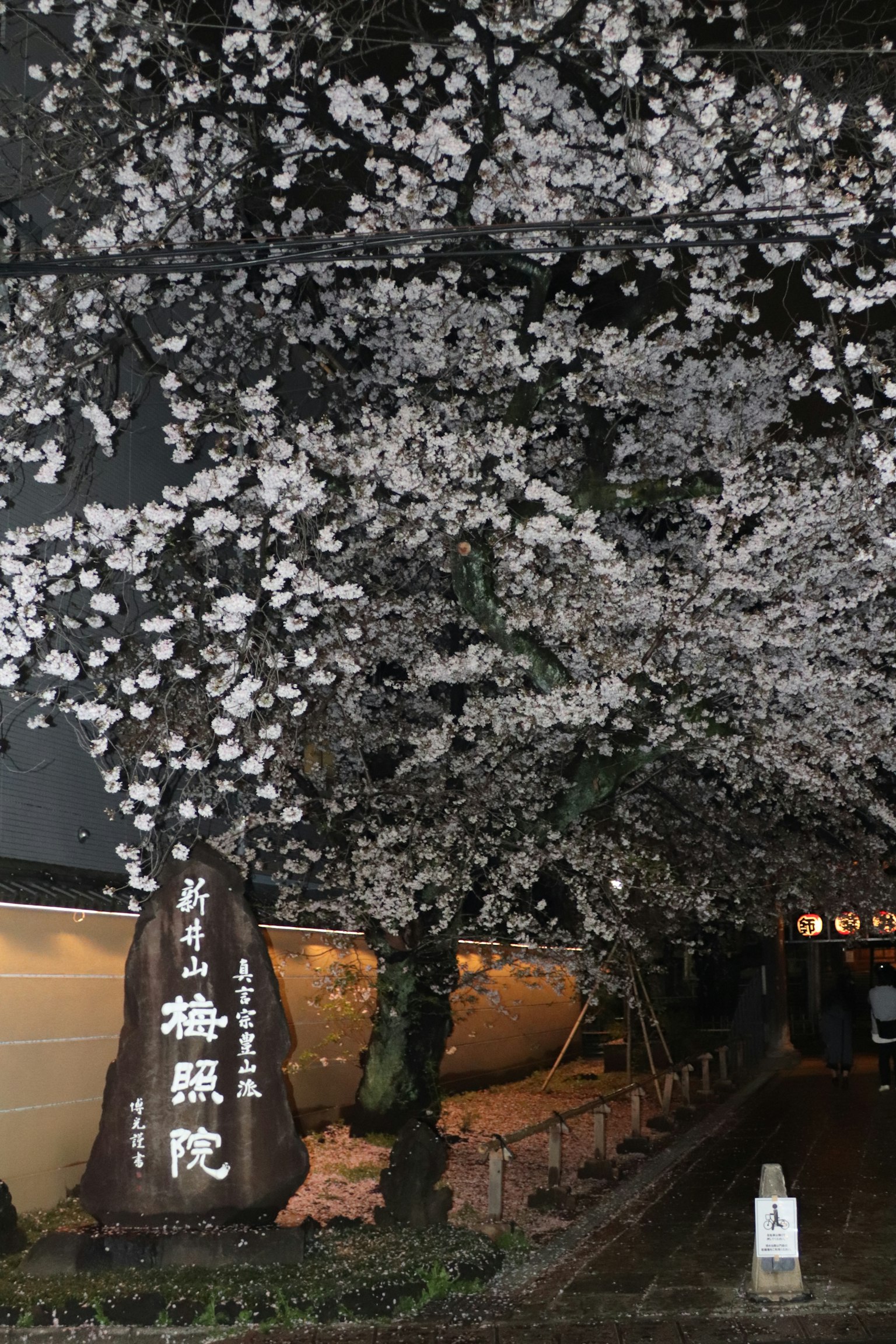 Árboles de cerezo iluminados por la noche cerca de un letrero