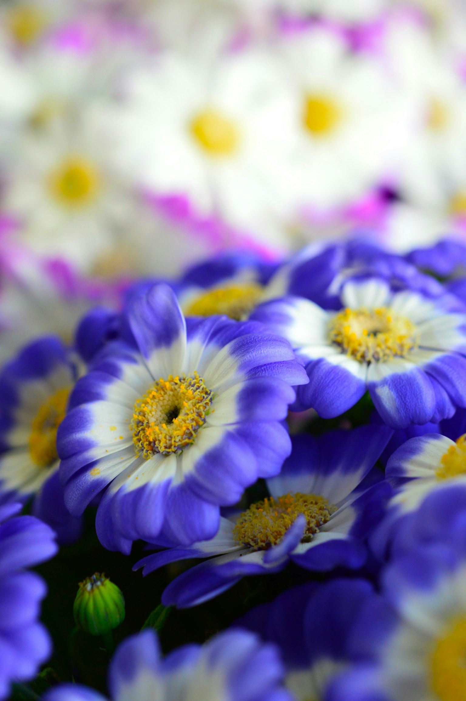 Un bellissimo mazzo di fiori viola con uno sfondo sfocato di fiori bianchi