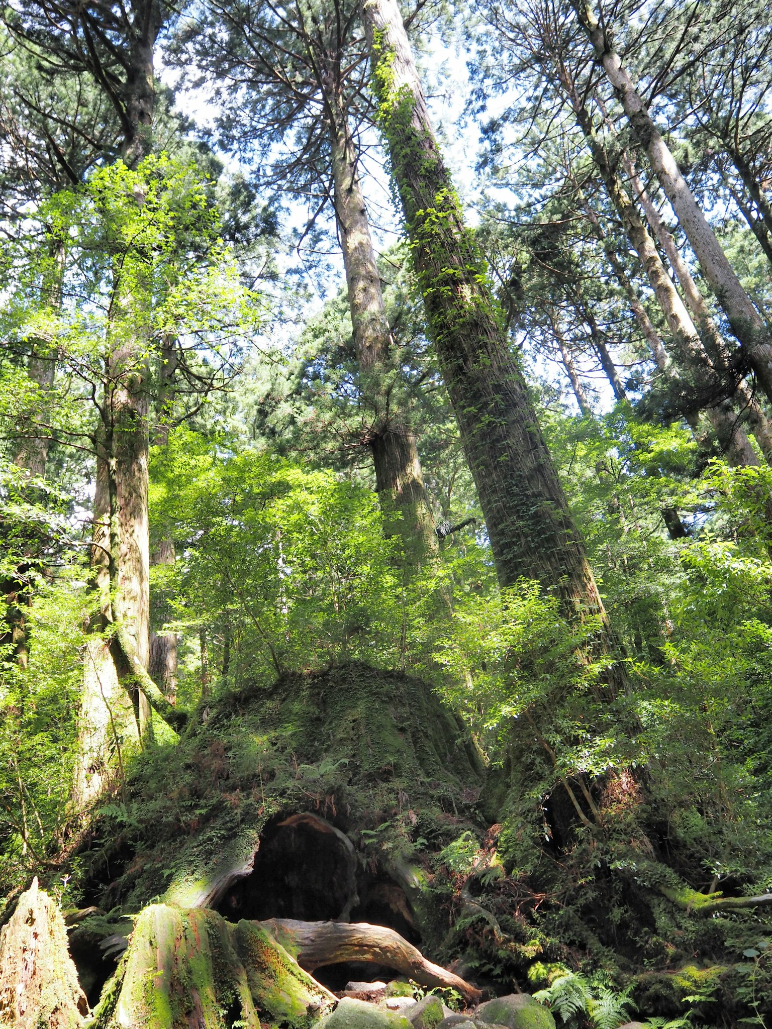 Escena de un bosque frondoso con árboles altos rodeando un tronco caído