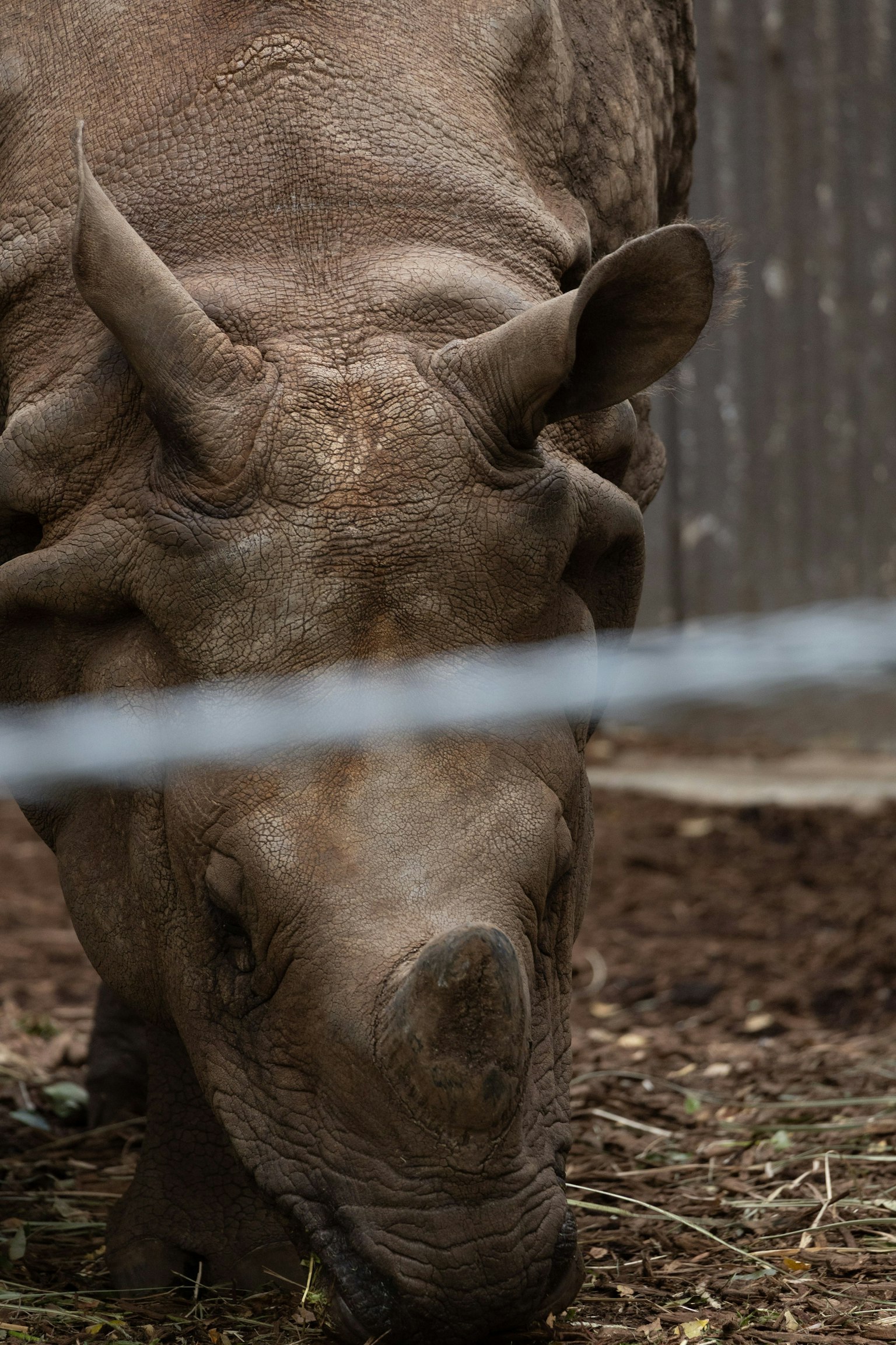 Close-up of a rhinoceros grazing