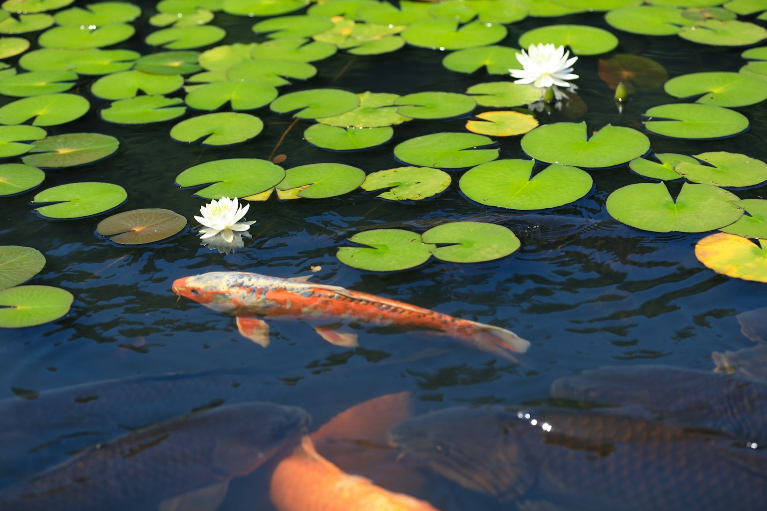 Un étang avec des nénuphars et des poissons koi nageant