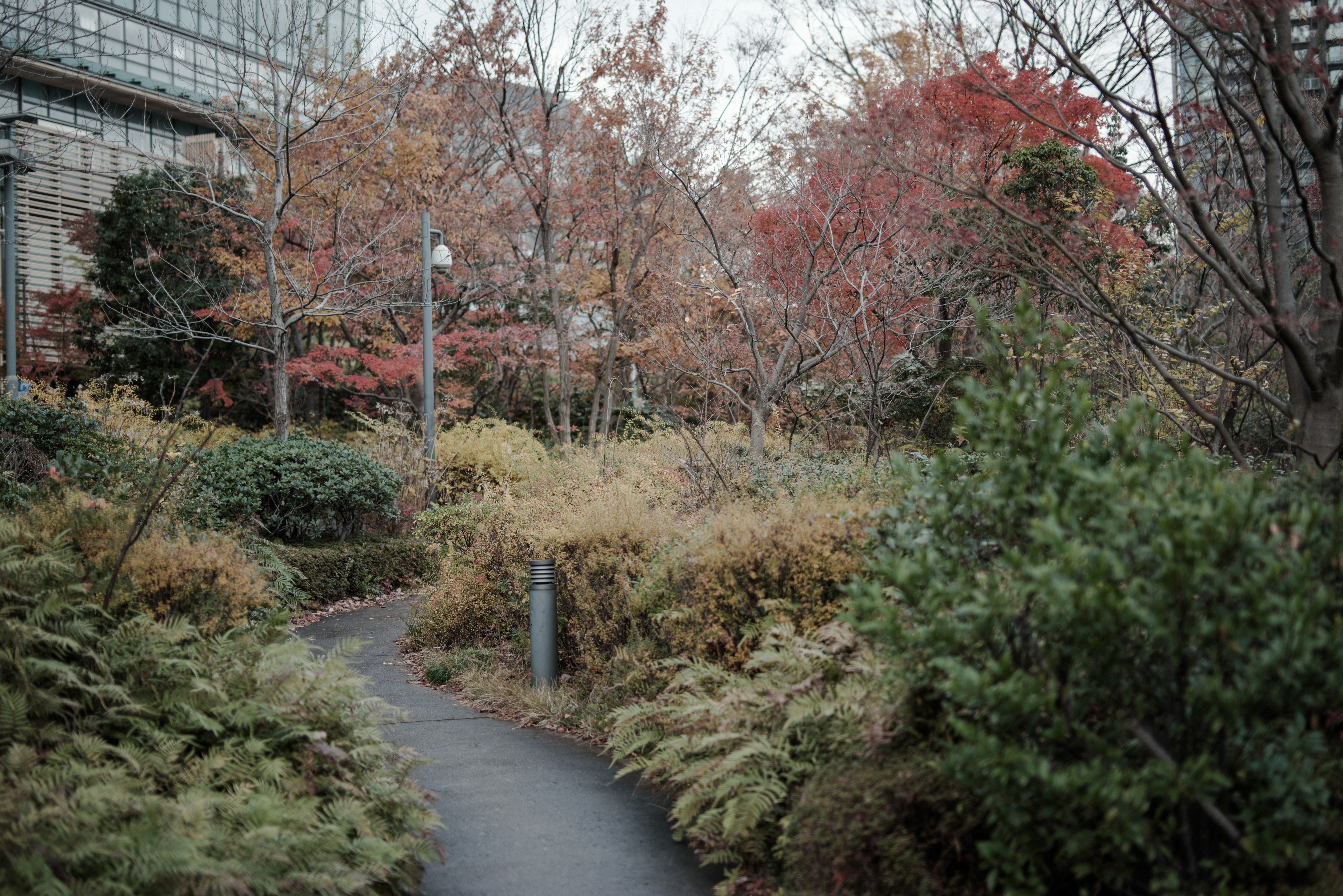 紅葉の小径を曲がる遊歩道の風景