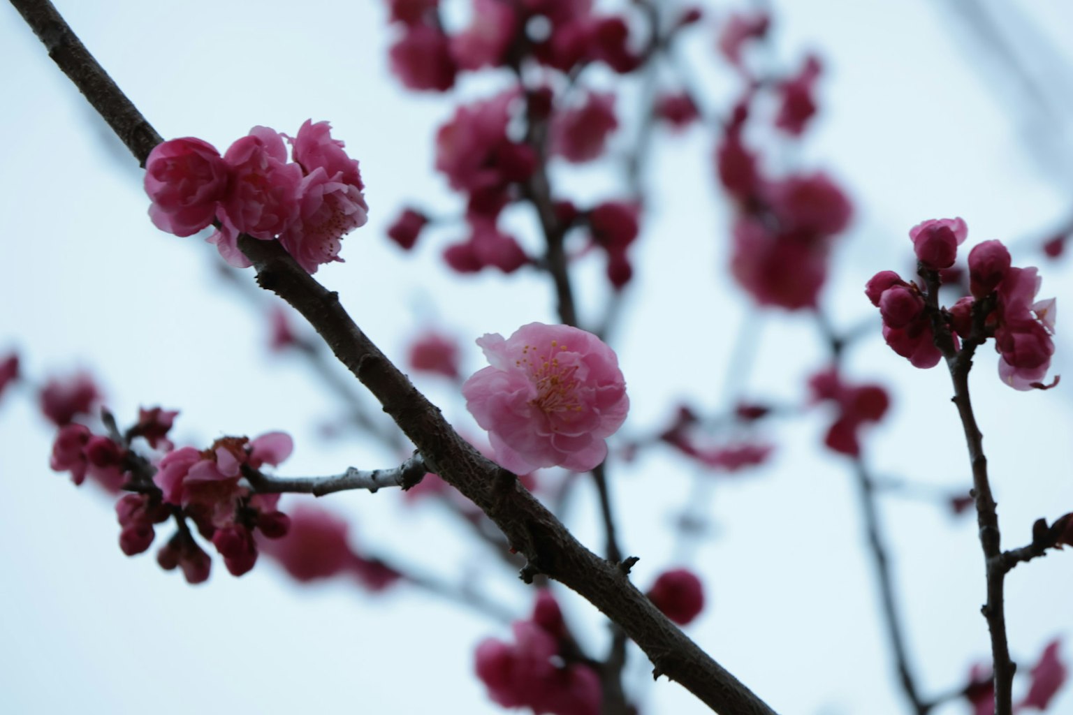 Primo piano di rami di ciliegio con fiori rosa