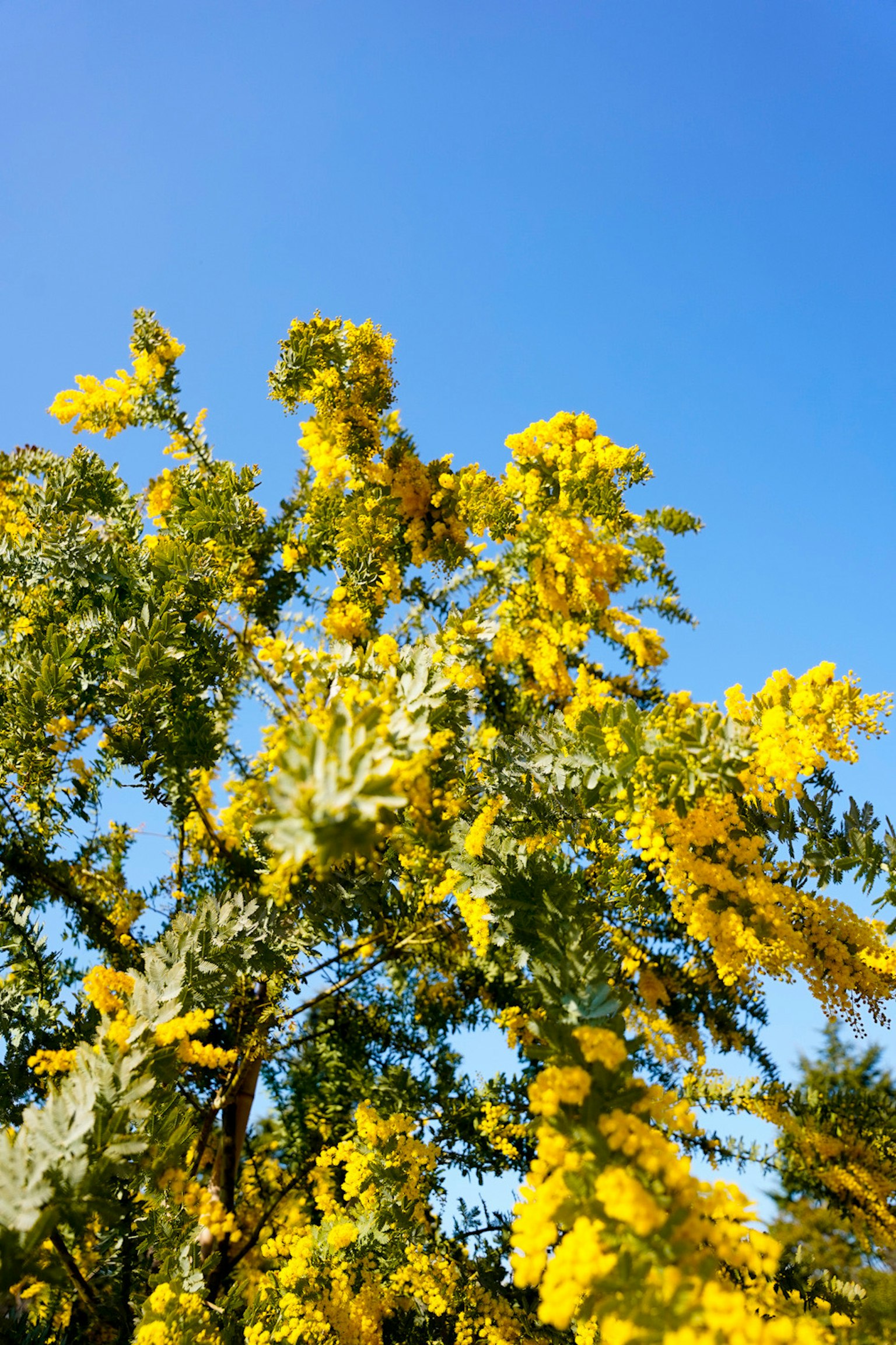 Bright yellow mimosa flowers and green leaves under a blue sky