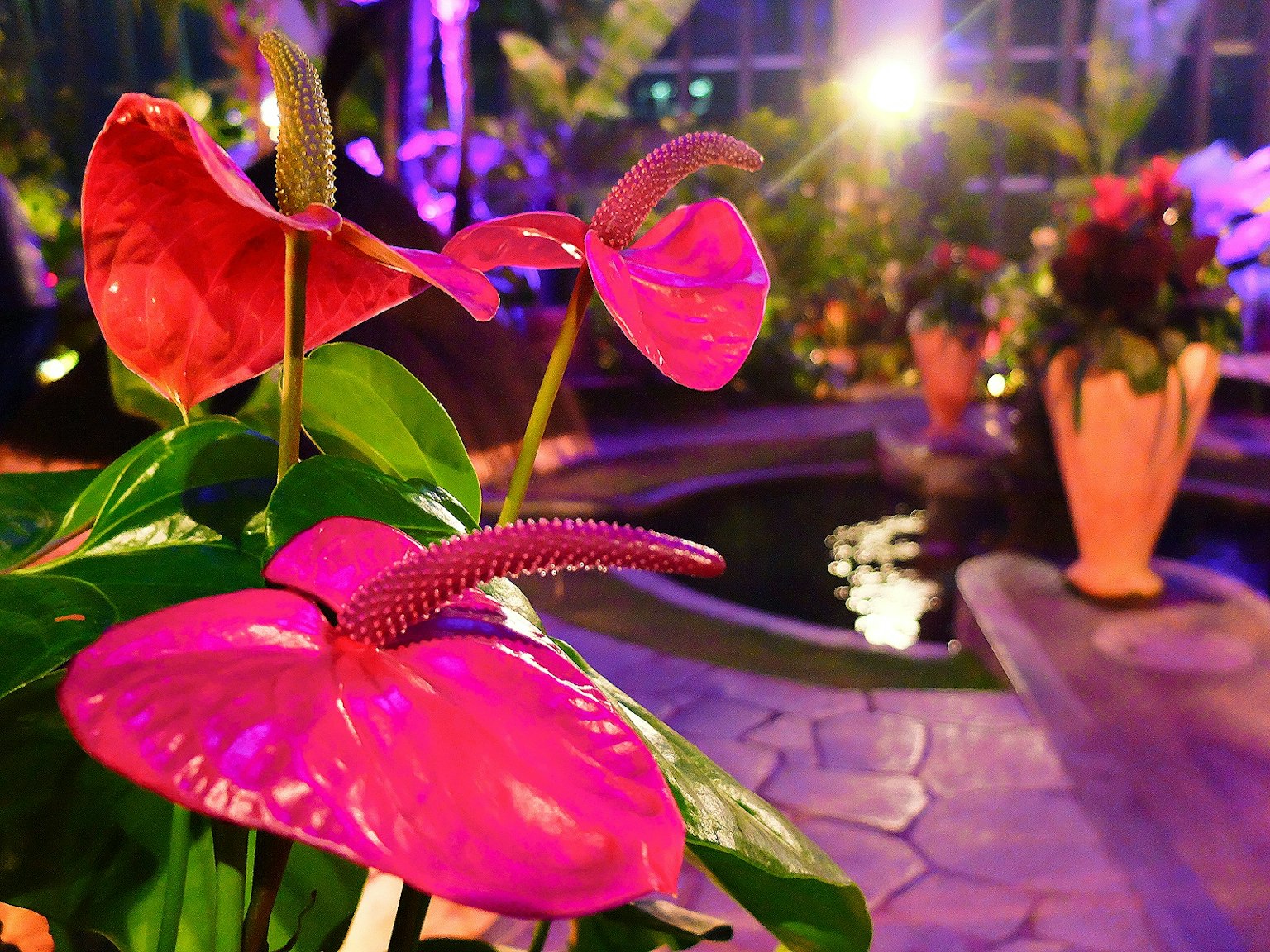 Flores de anthurium rosa vibrante entre hojas verdes con un ambiente de estanque y invernadero al fondo