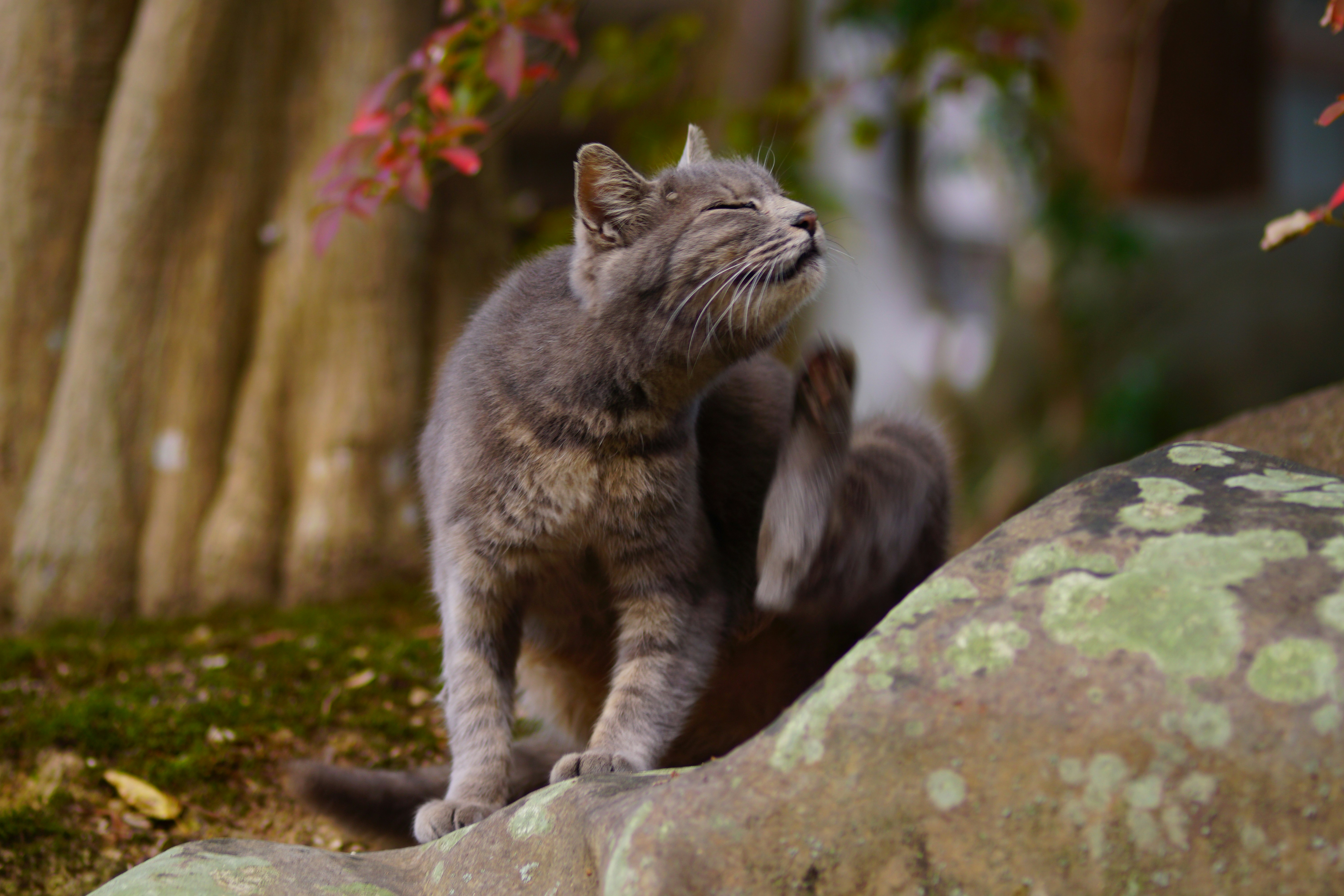 石の上で見上げるグレーの猫