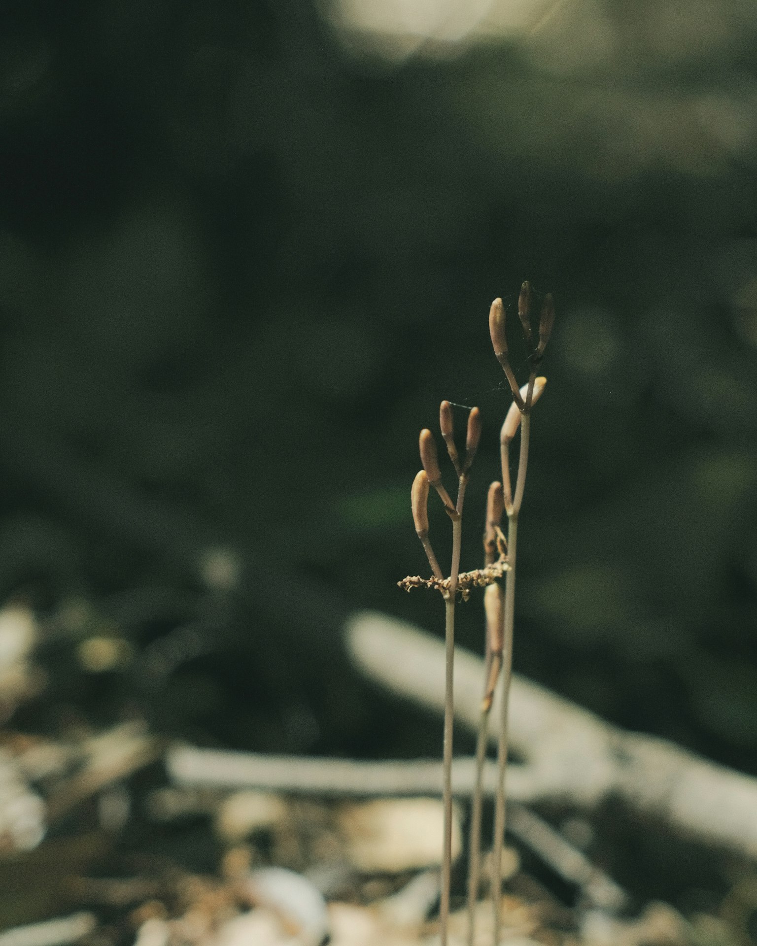 Jeunes pousses de plante fines se tenant contre un fond sombre